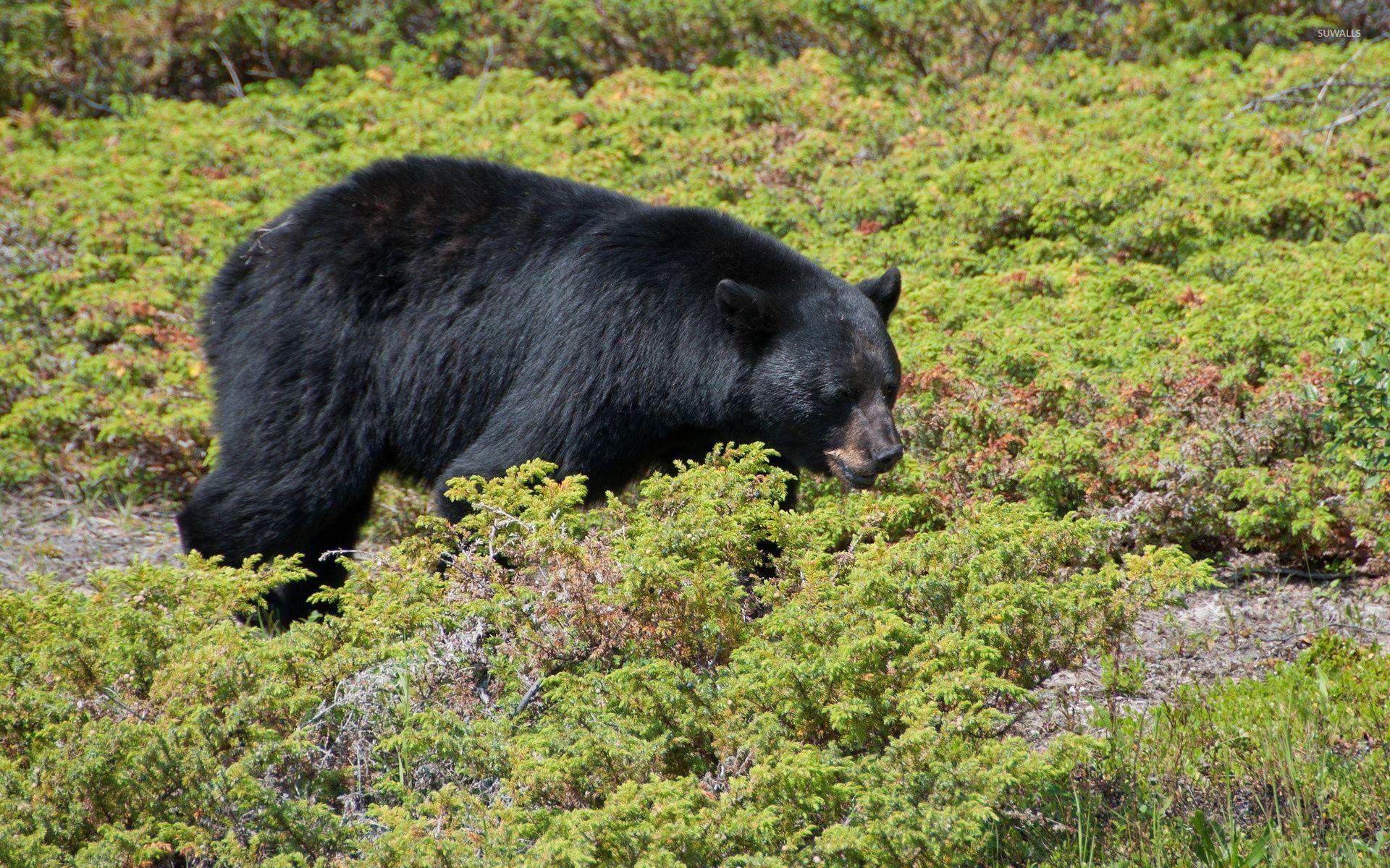 Black bear walking through the green small plants wallpapers