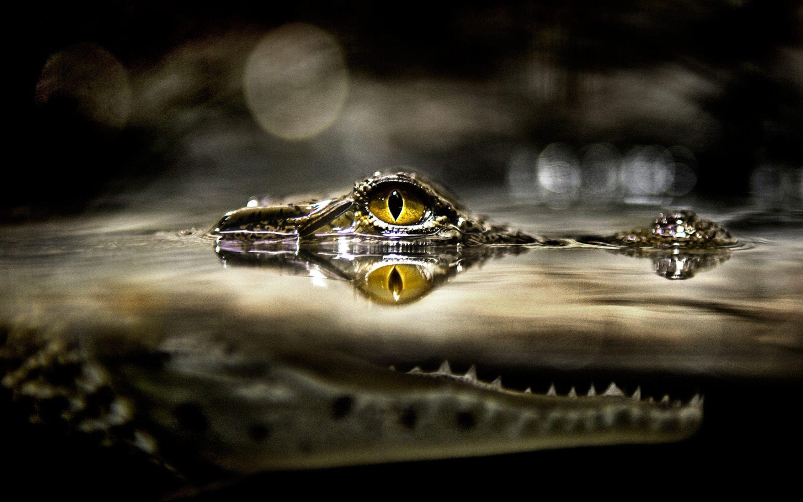 Alligator HD wallpapers