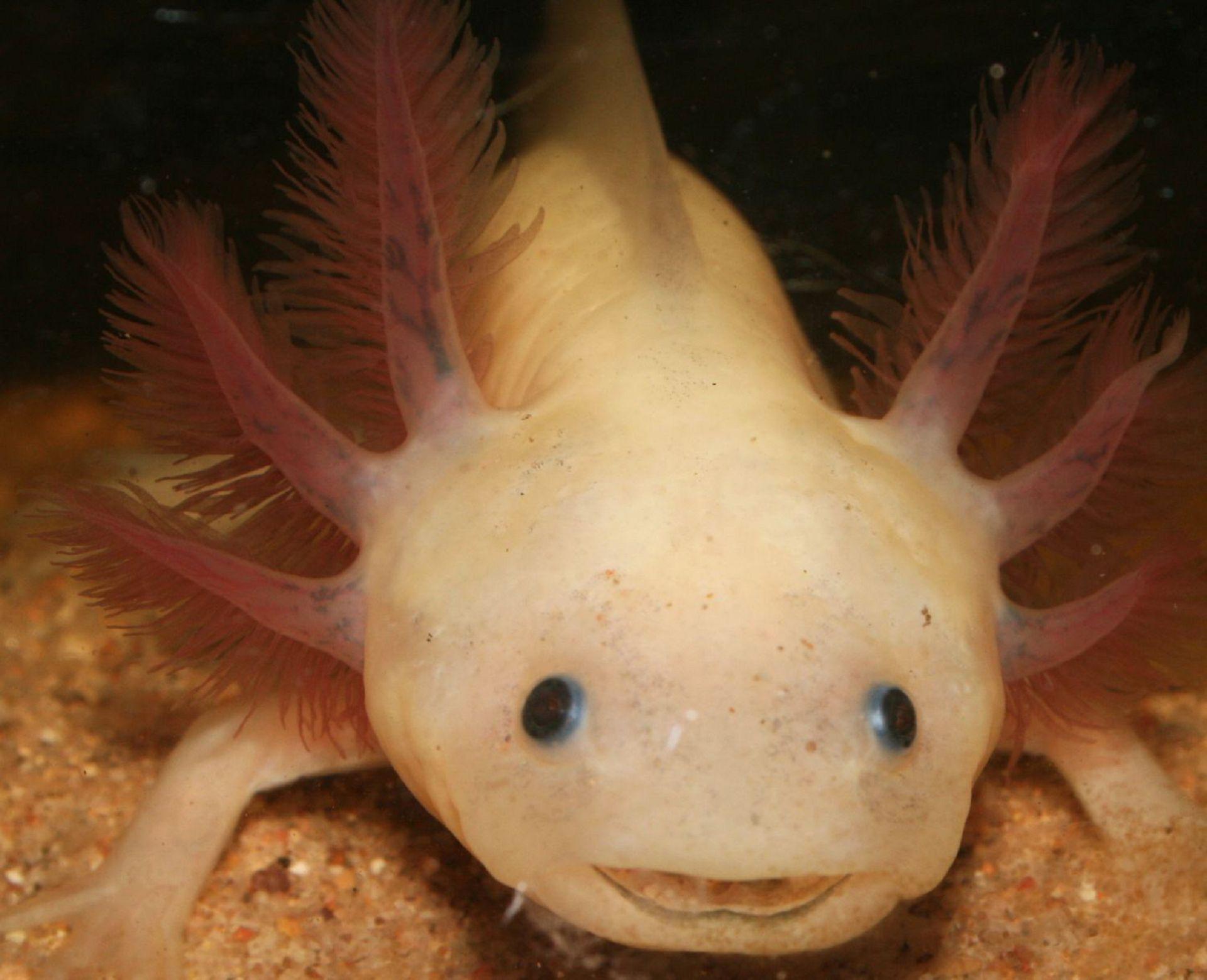 Axolotl Wallpaper Backgrounds