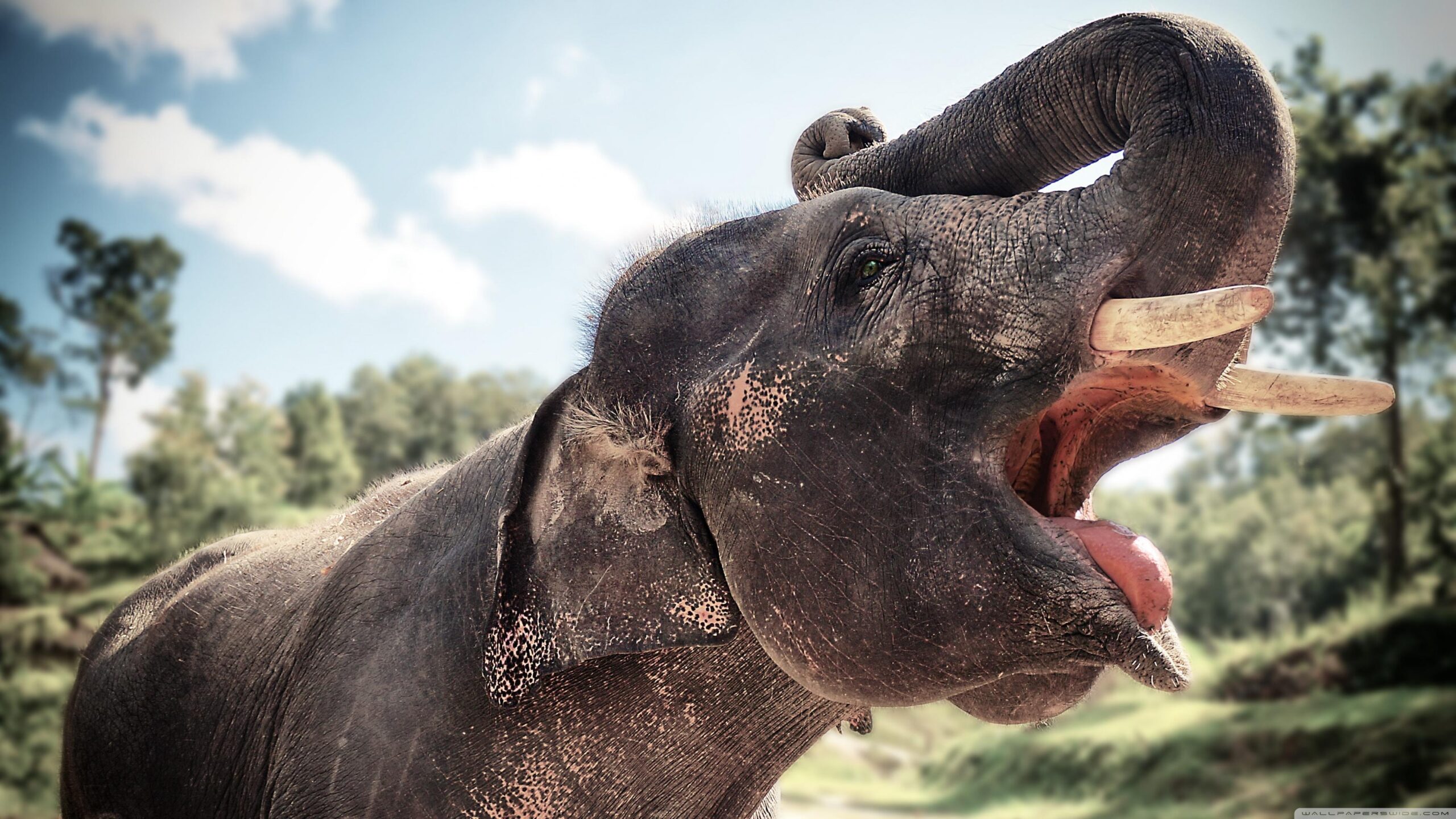 Elephant In Chiang Mai, Thailand ❤ 4K HD Desktop Wallpapers for 4K