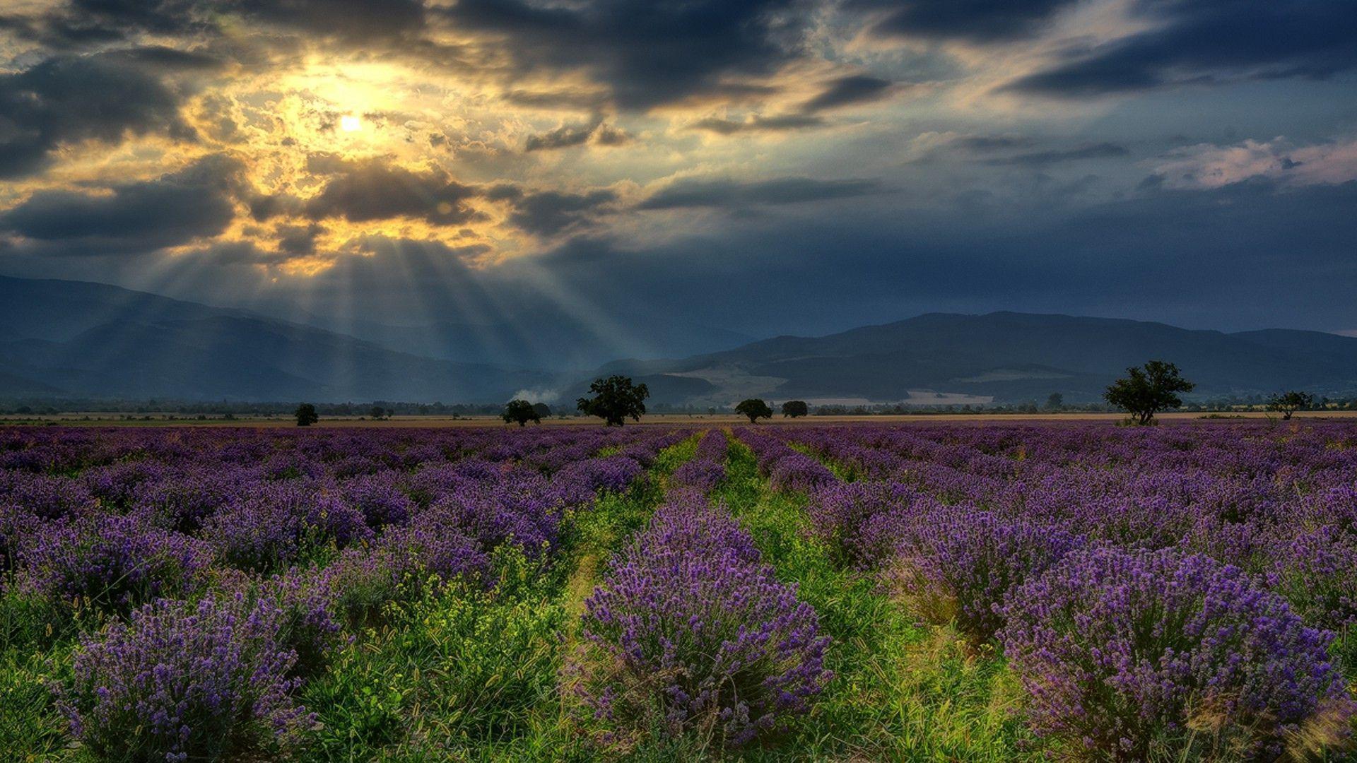 nature, Landscape, Hill, Bulgaria, Field, Lavender, Flowers, Trees