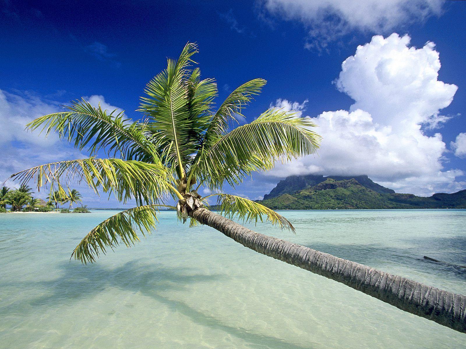 The Palm Tree on beach in panama wallpapers and image