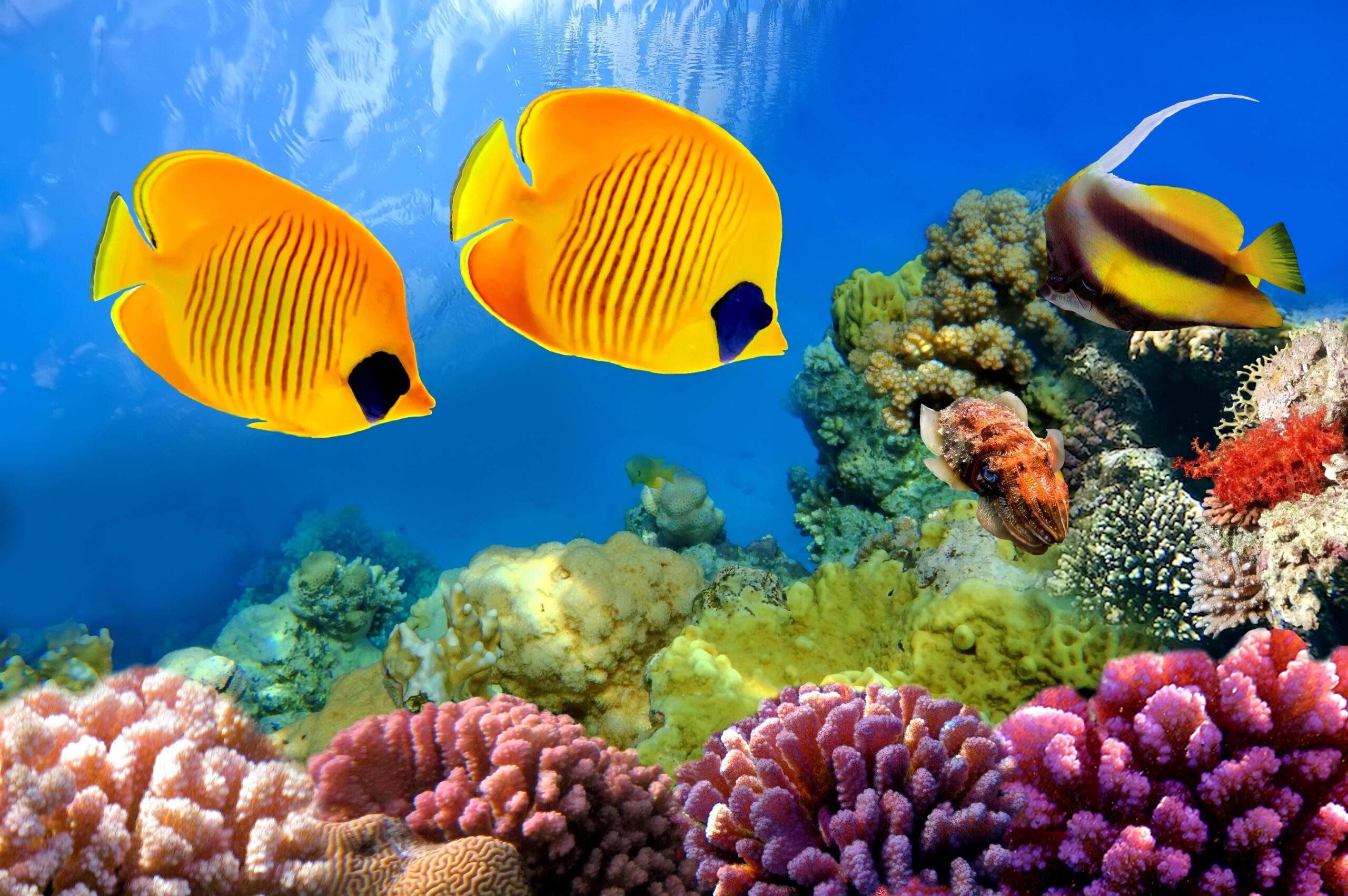 Free Download Aquarium Wallpapers