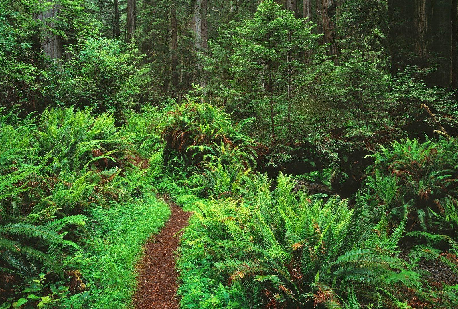 Redwoods Tag wallpapers: Trees Forest Redwoods Ferns Nature HD