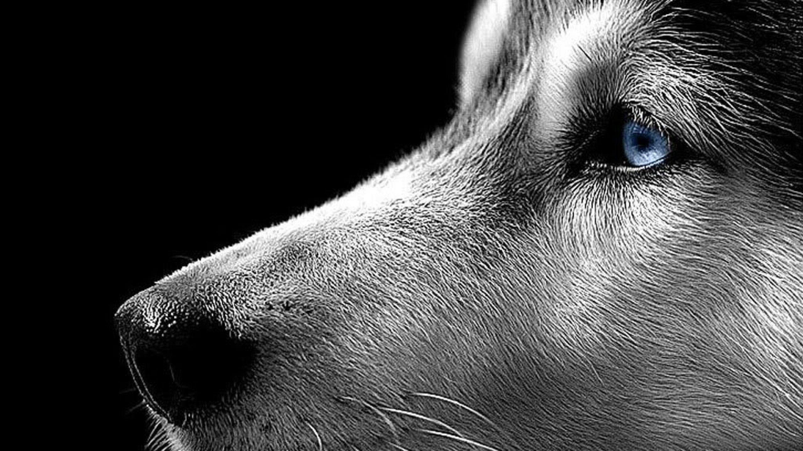 : Wallpapers Dog Pitbull Homepage Siberian Husky X