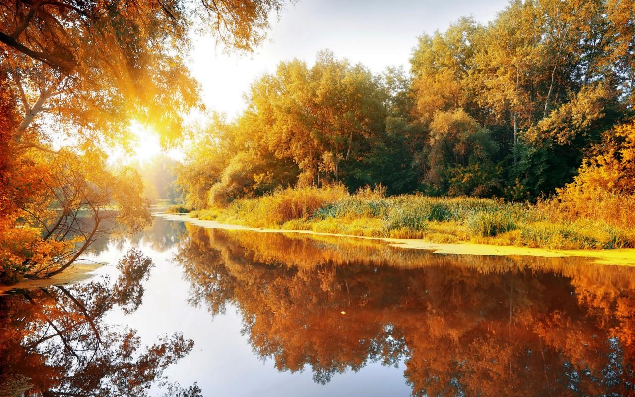 Autumn Trees Lake Bright Sun wallpapers