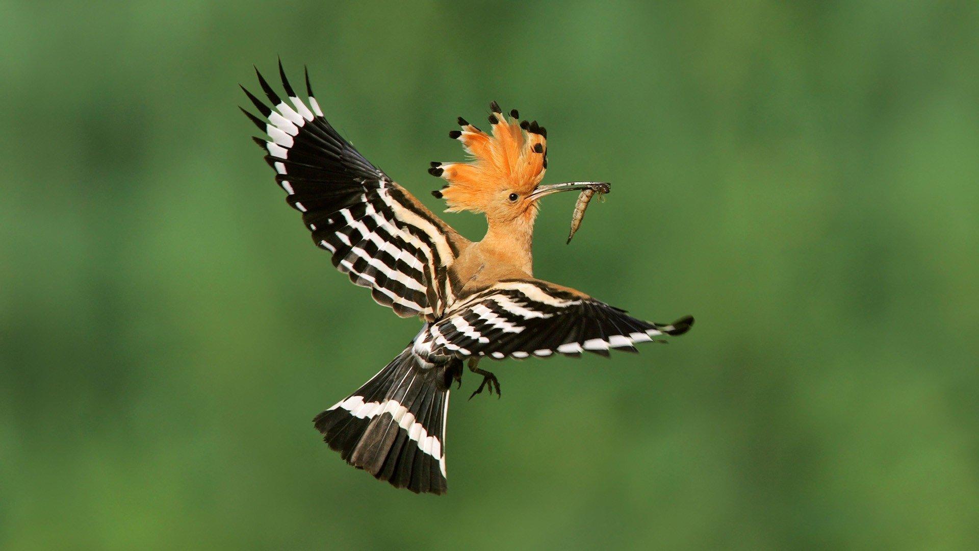 32 Hoopoe HD Wallpapers