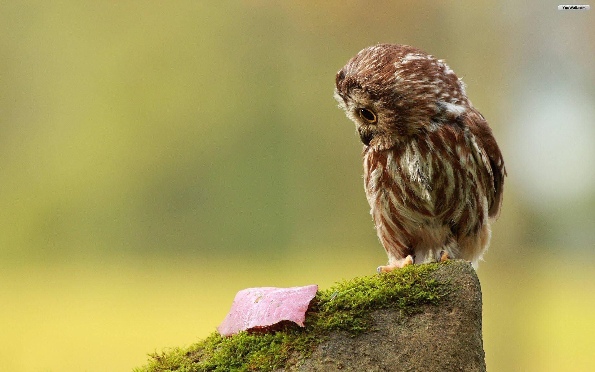 Wallpapers For > Cute Baby Owl Wallpapers