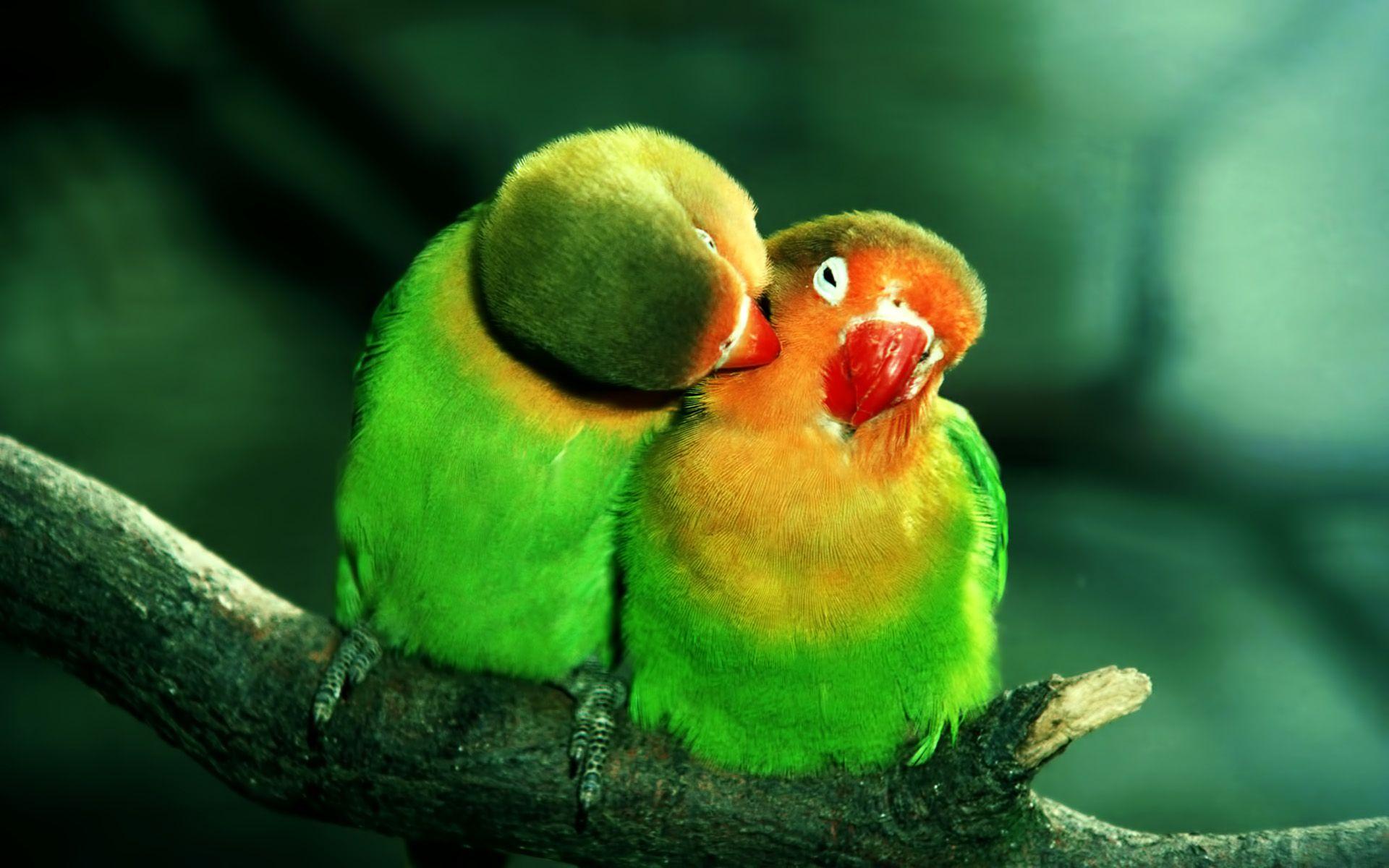 Parrot HD Wallpapers