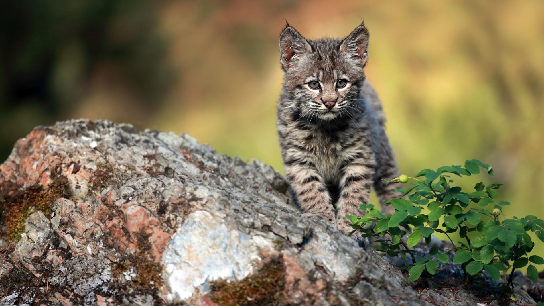 Bobcat Animal Profile