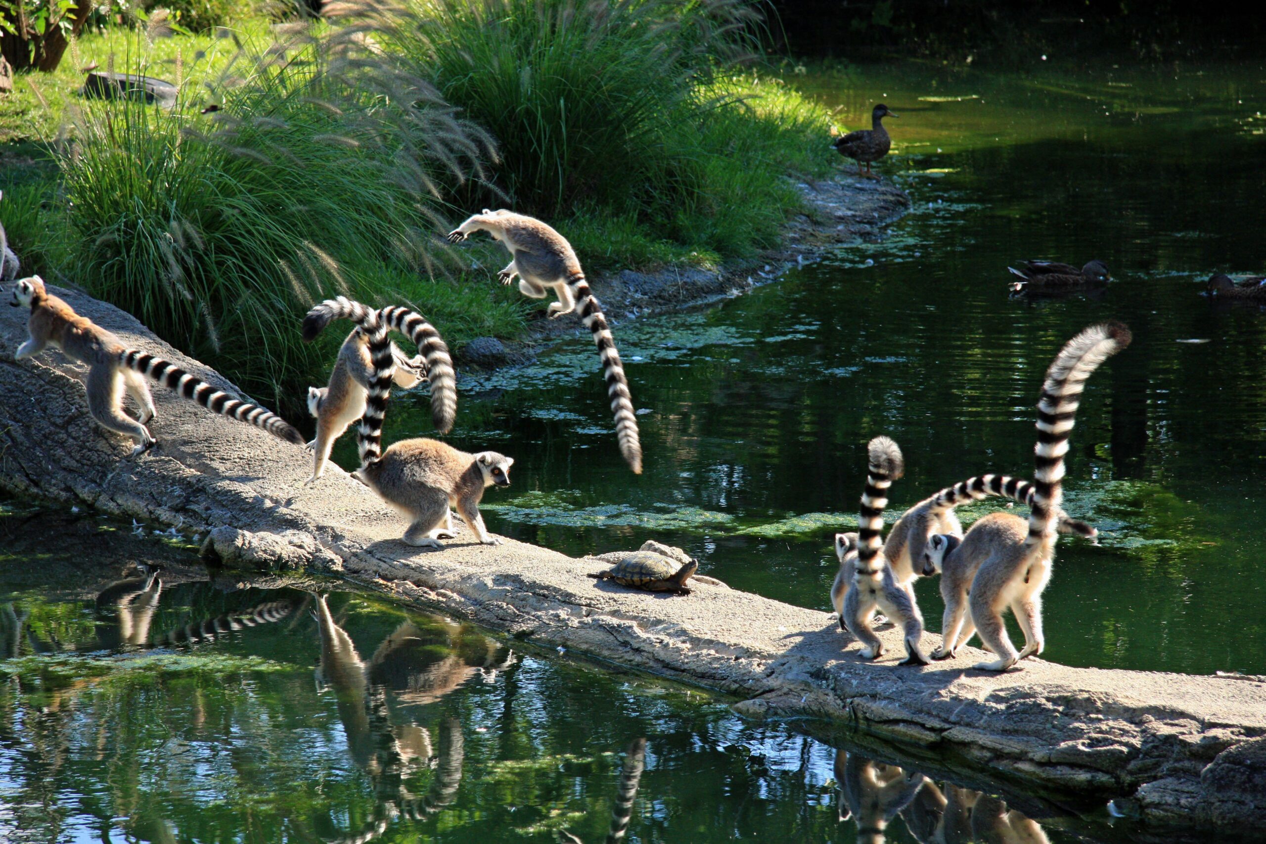 Lemur 4k Ultra HD Wallpapers and Backgrounds