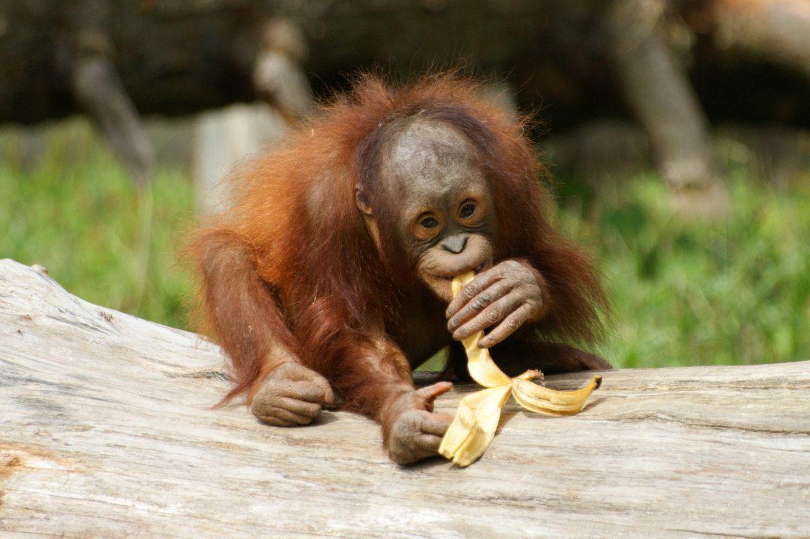 Orangutan Wallpapers Group with 41 items