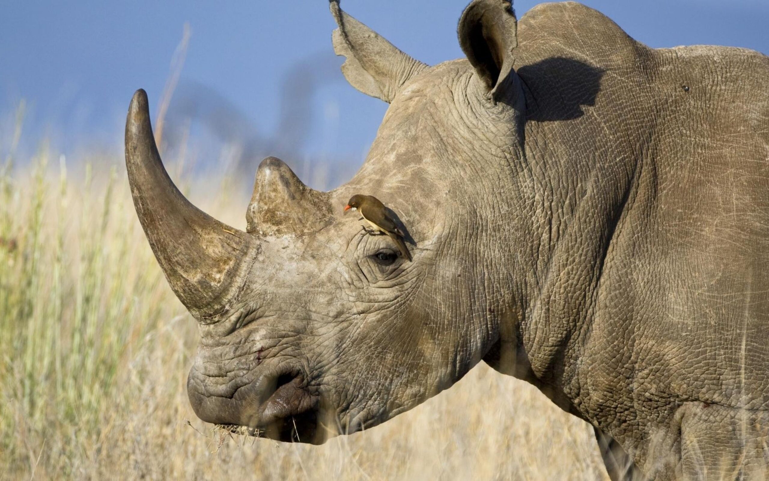 Download Wallpapers Rhinoceros, Horn, Head, Profile