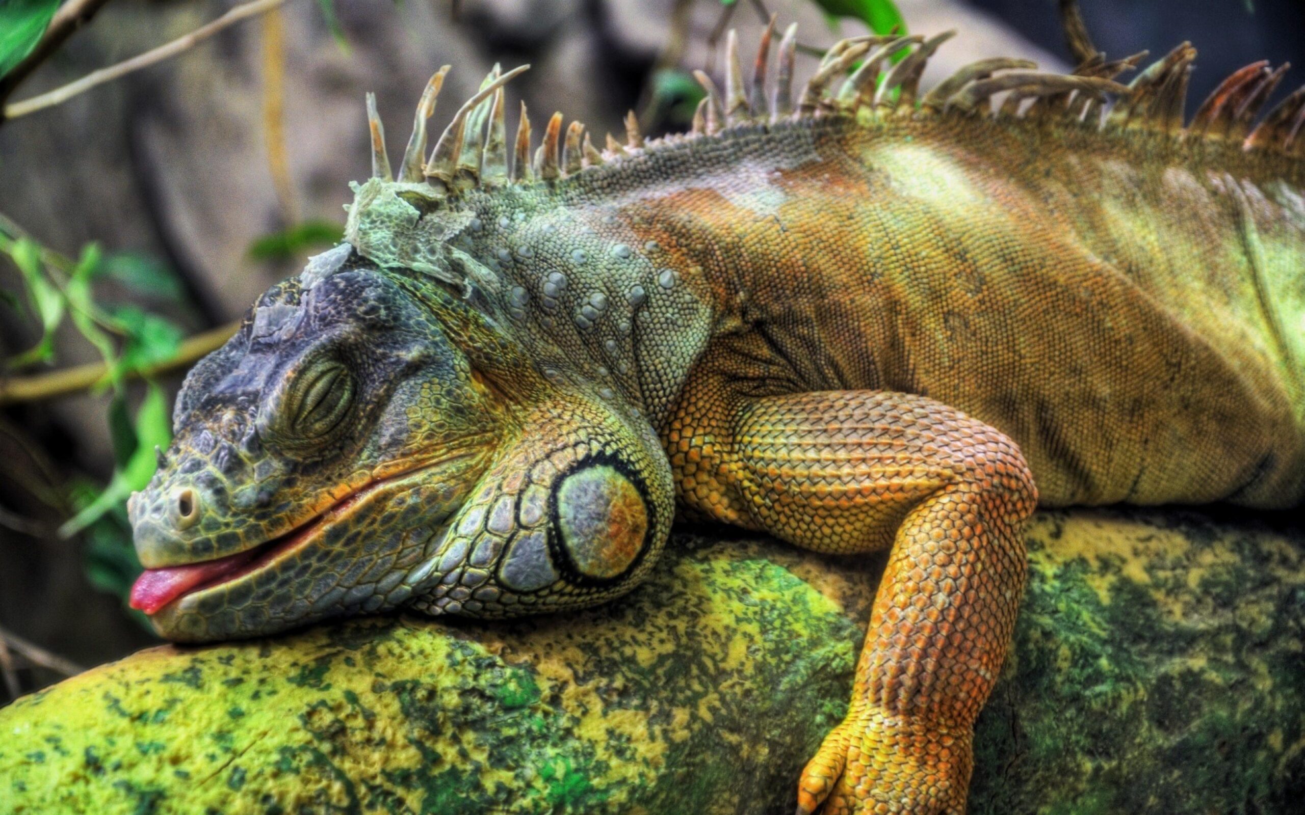 Free Download Superior Pictures, 24 Iguana 100% Quality HD Wallpapers