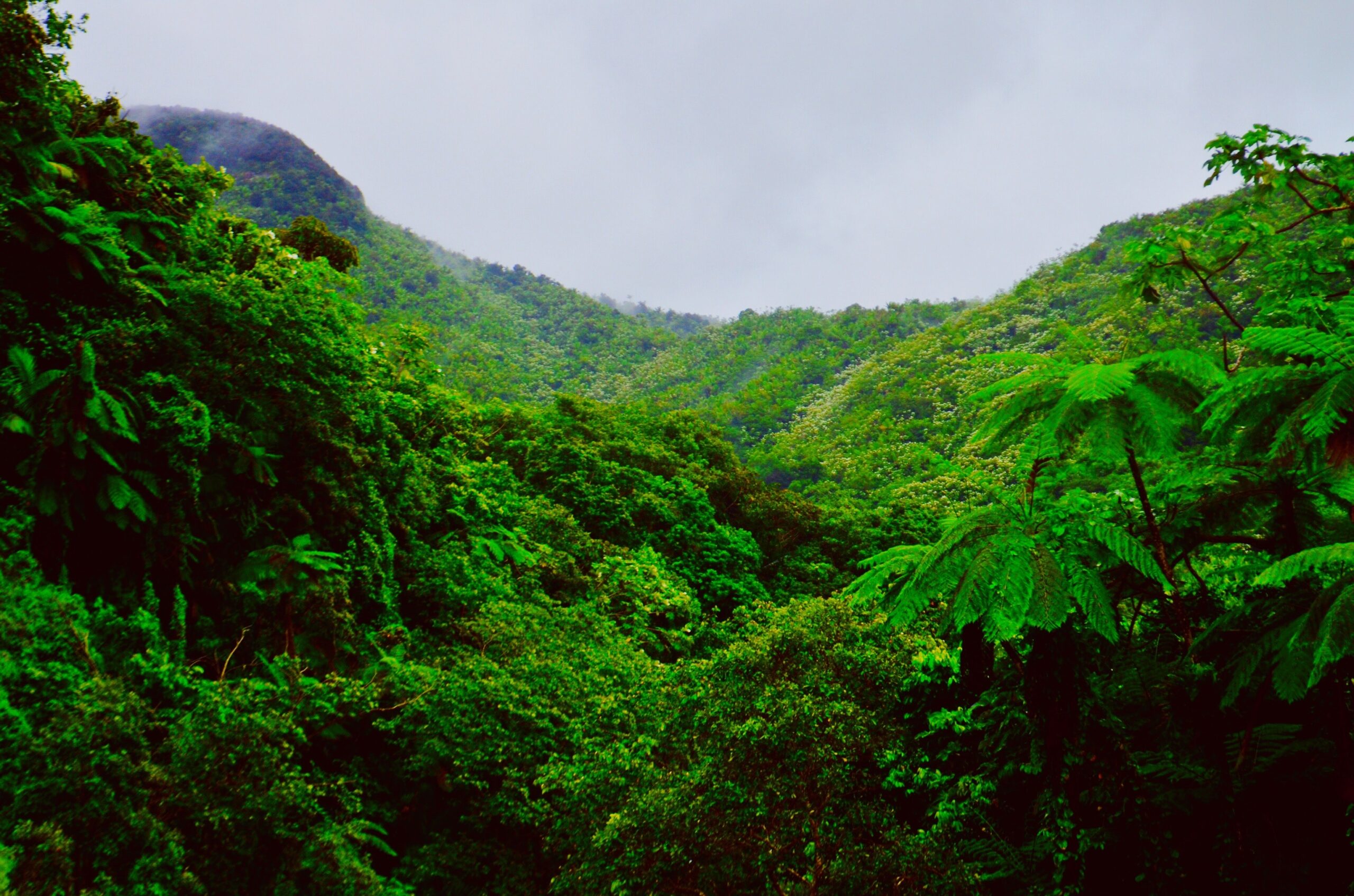 200+ Engaging Rainforest Photos