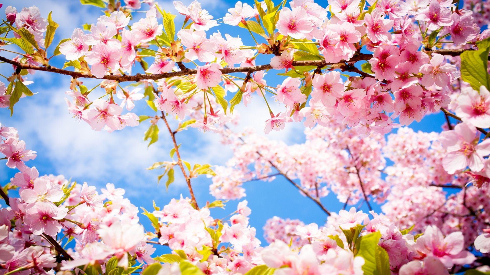 Spring Wallpapers Cherry Blossom HD Wallpapers