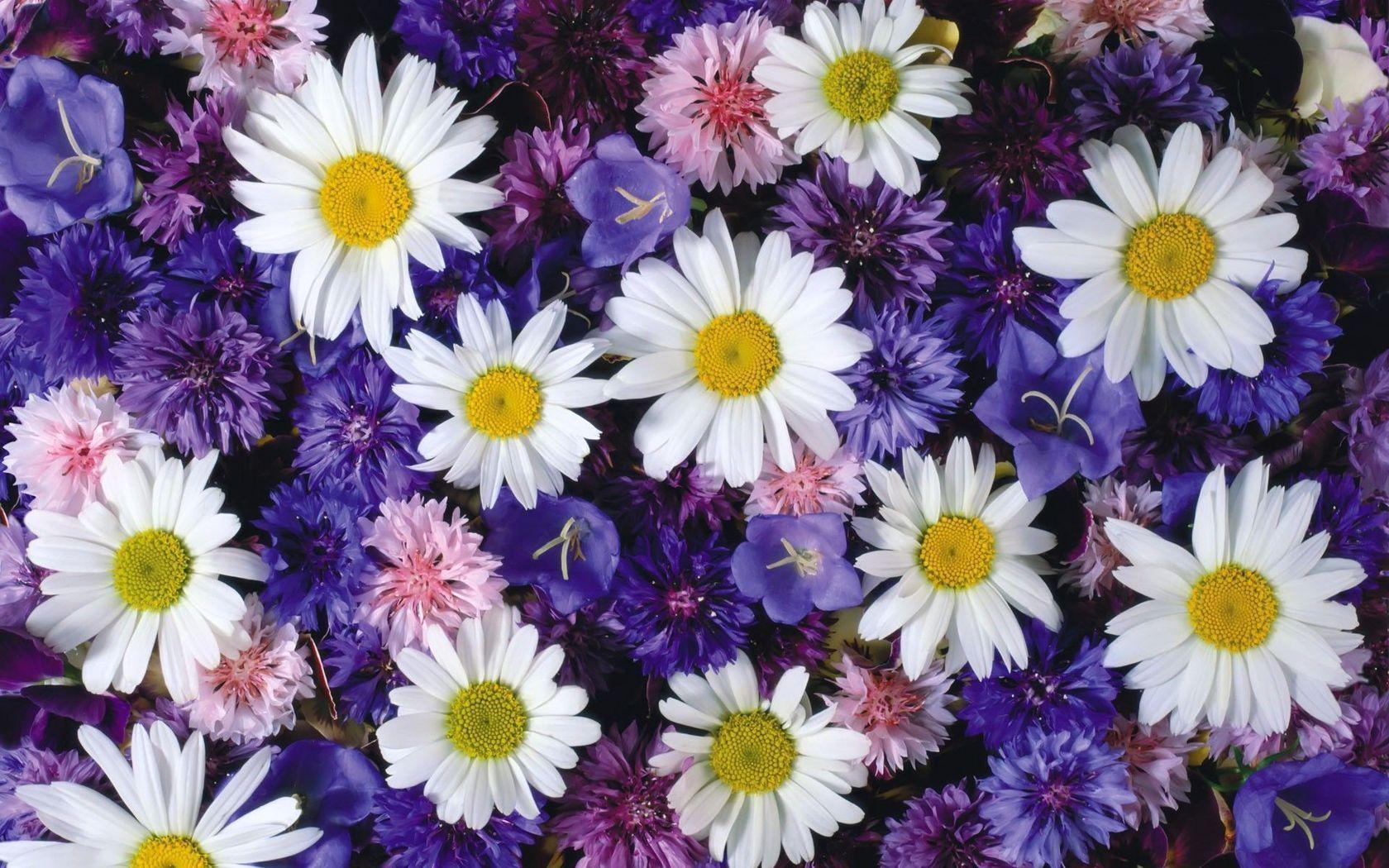 Cornflowers and daisies wallpapers #