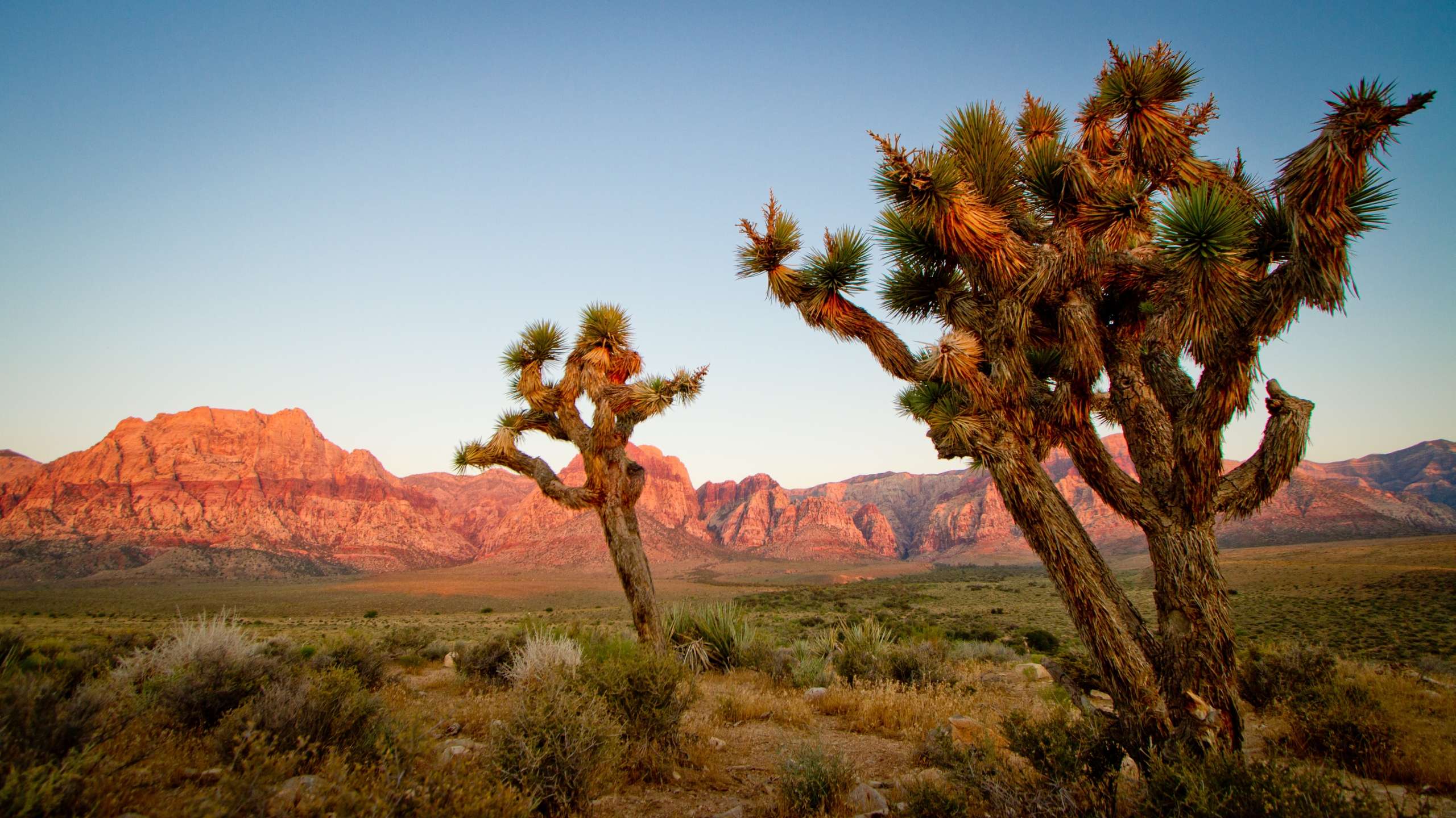 Joshua Tree National Park Desktop Wallpaper Backgrounds Hd