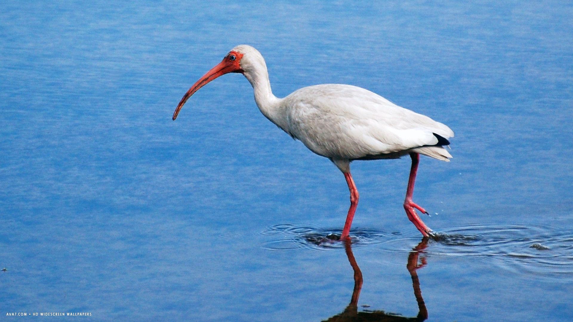 ibis white bird hd widescreen wallpapers / birds backgrounds