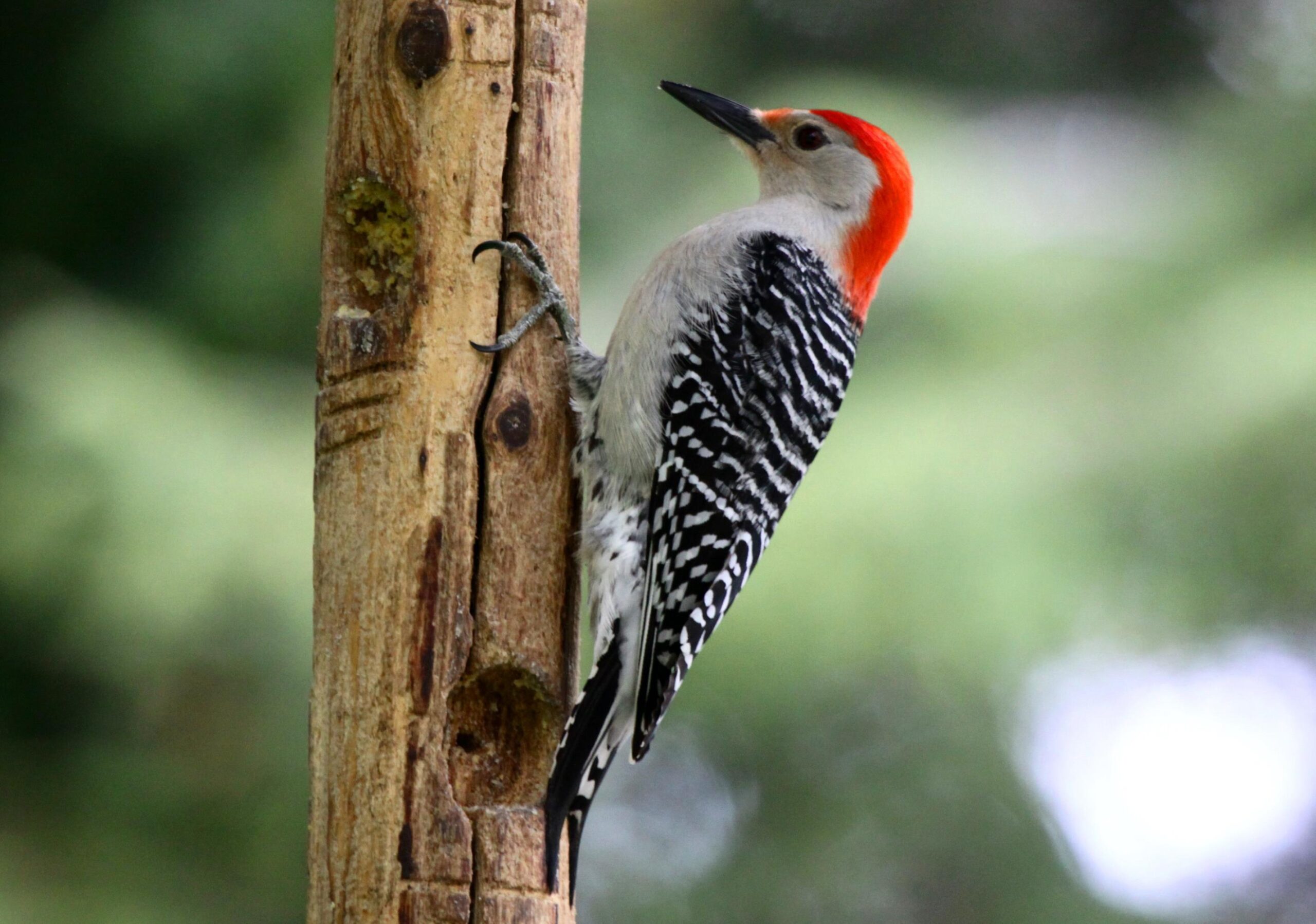 Top 51 Woodpecker Bird Image Free HD Wallpapers Download