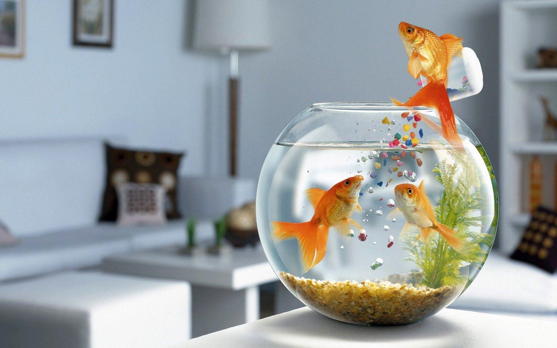 Goldfish getting their own food HD Wallpapers