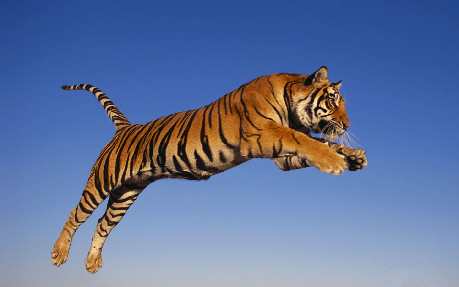 Jumping Tiger Wallpapers HD Wallpapers