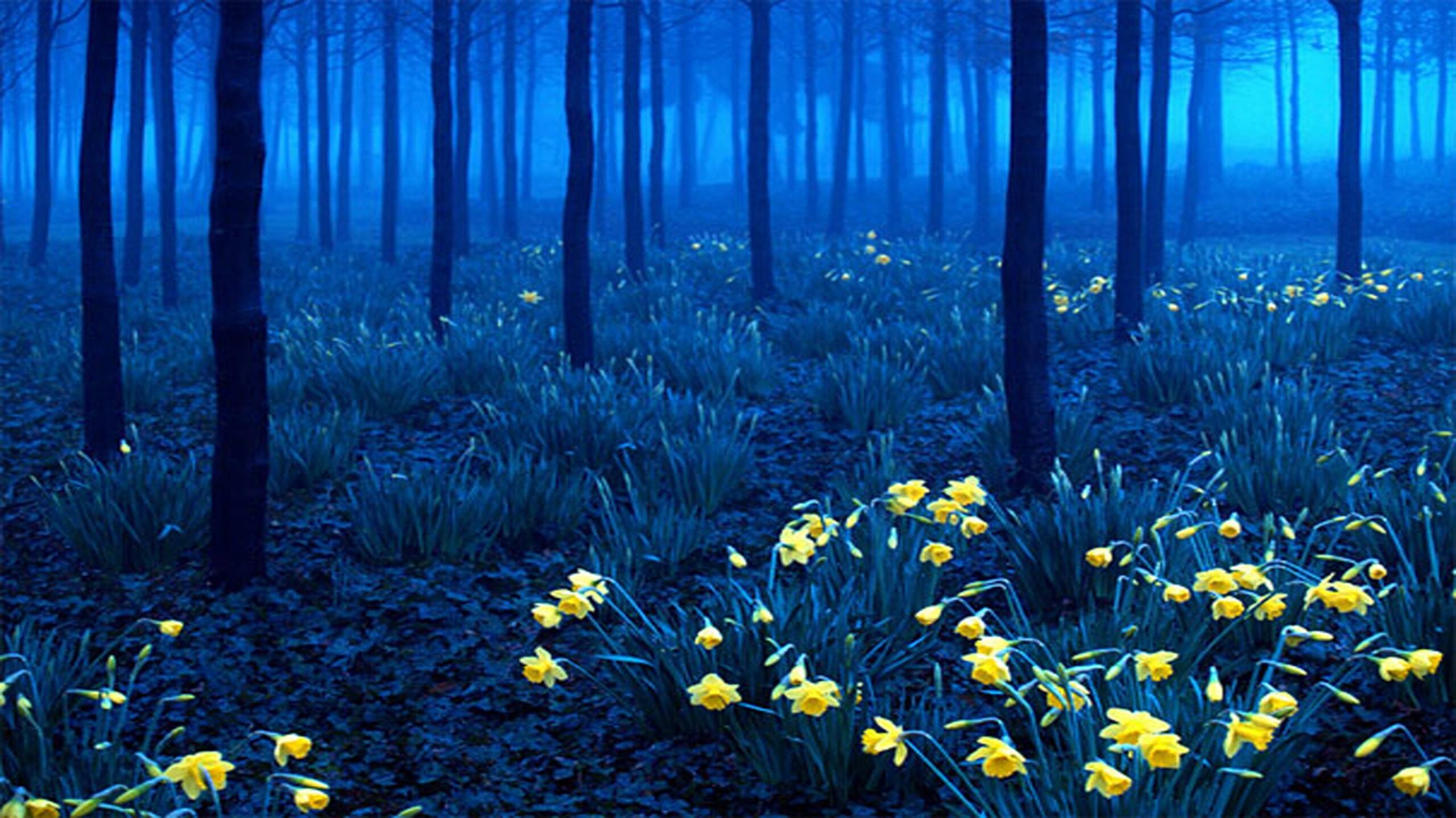 black forest wallpapers Wallpapers HD Image 11860