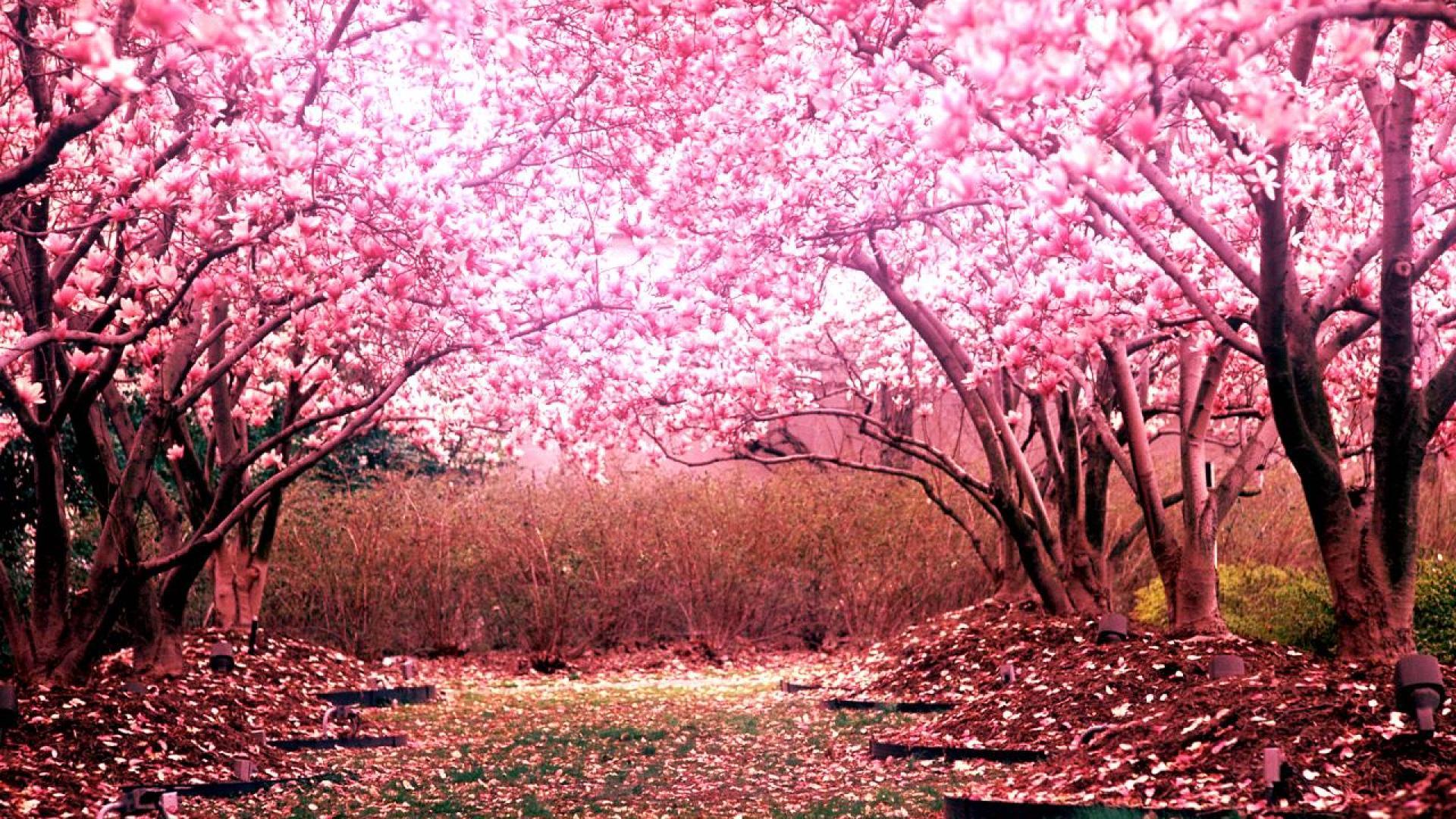 Cherry Blossom Tree Wallpapers HD