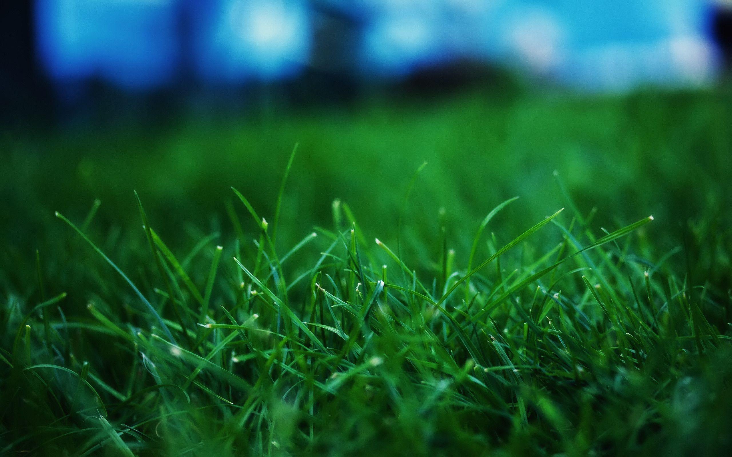 26929 grass wallpapers