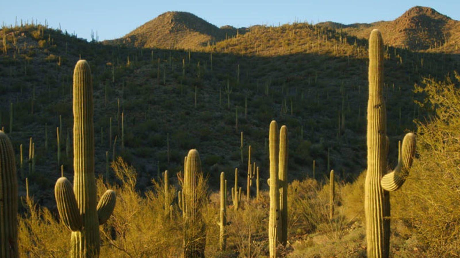 Trading Desk Time for Desert Time at Saguaro National Park