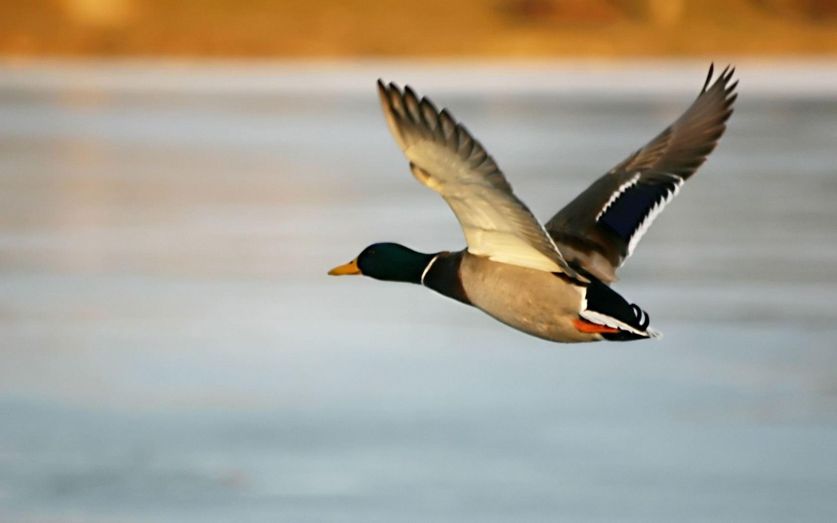 Mallard Duck Wallpapers Group