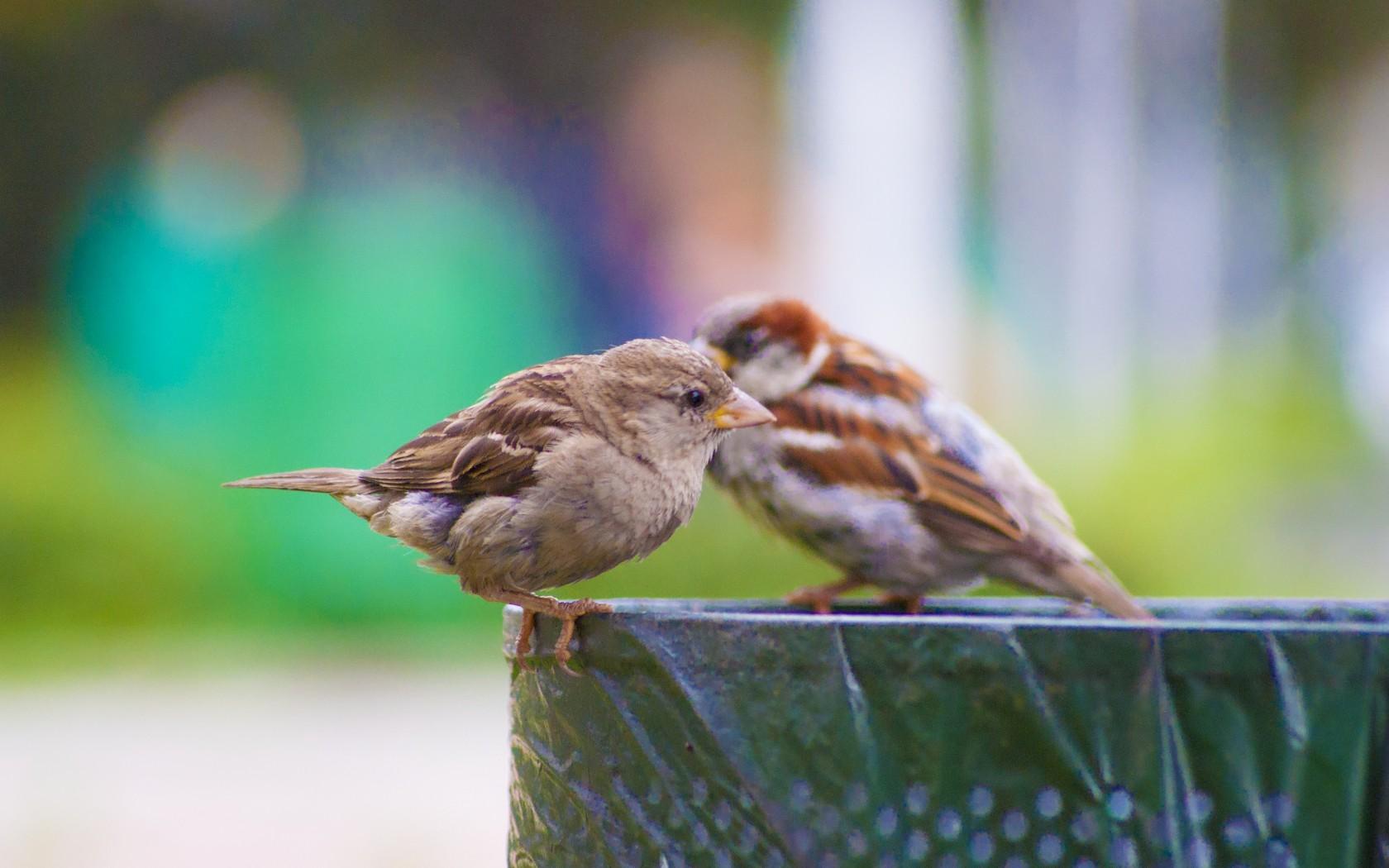 Sparrow Wallpapers and Backgrounds Image