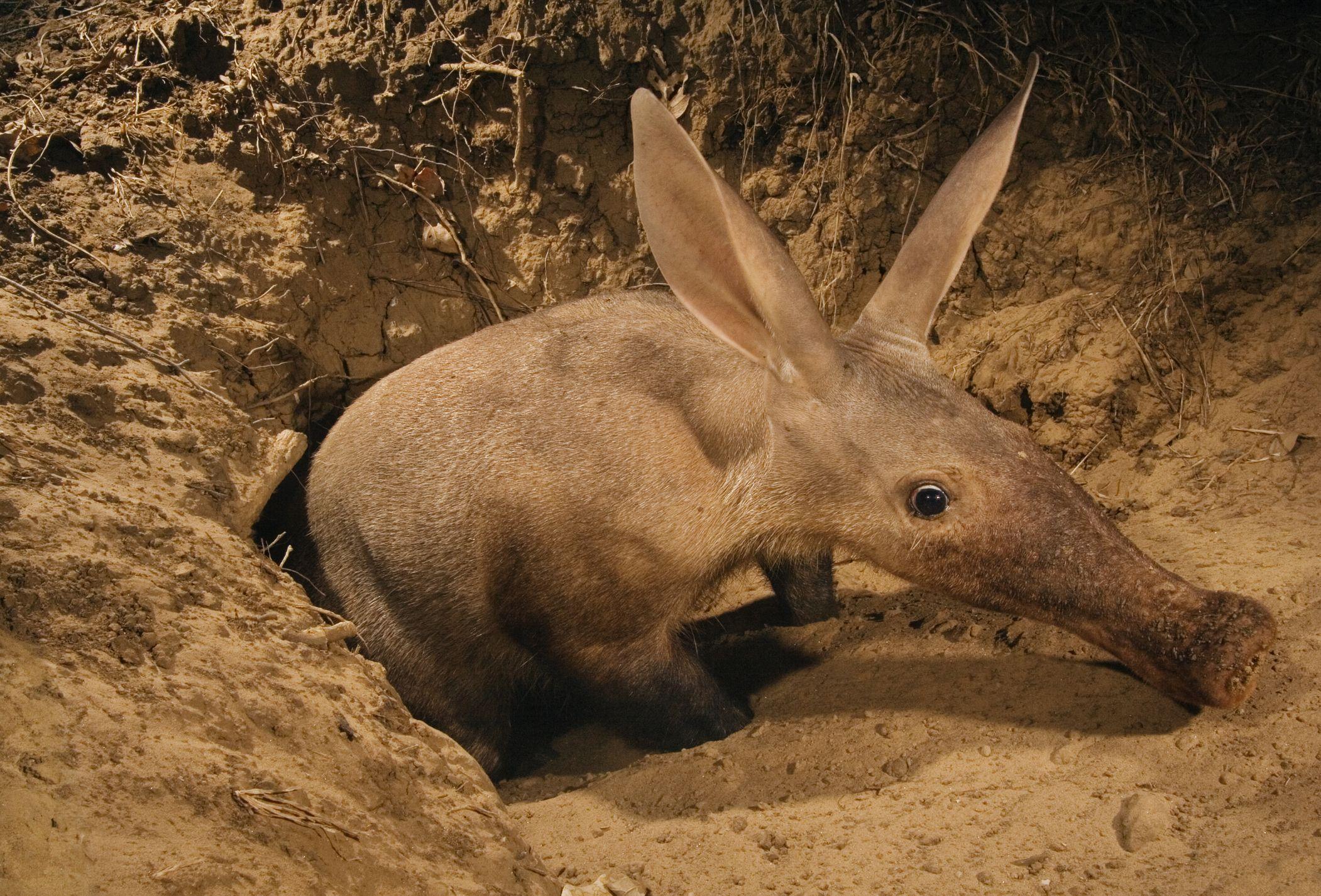 Aardvark Wallpaper Backgrounds