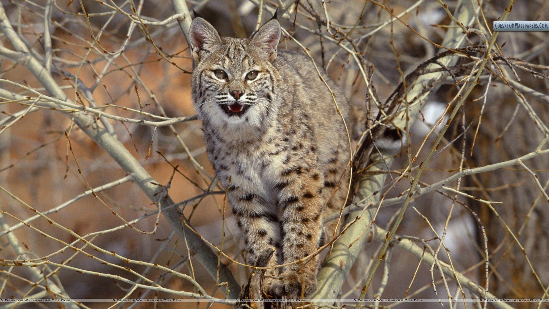 Bobcat Wallpapers, 40 Bobcat HD Wallpapers/Backgrounds, GuoGuiyan