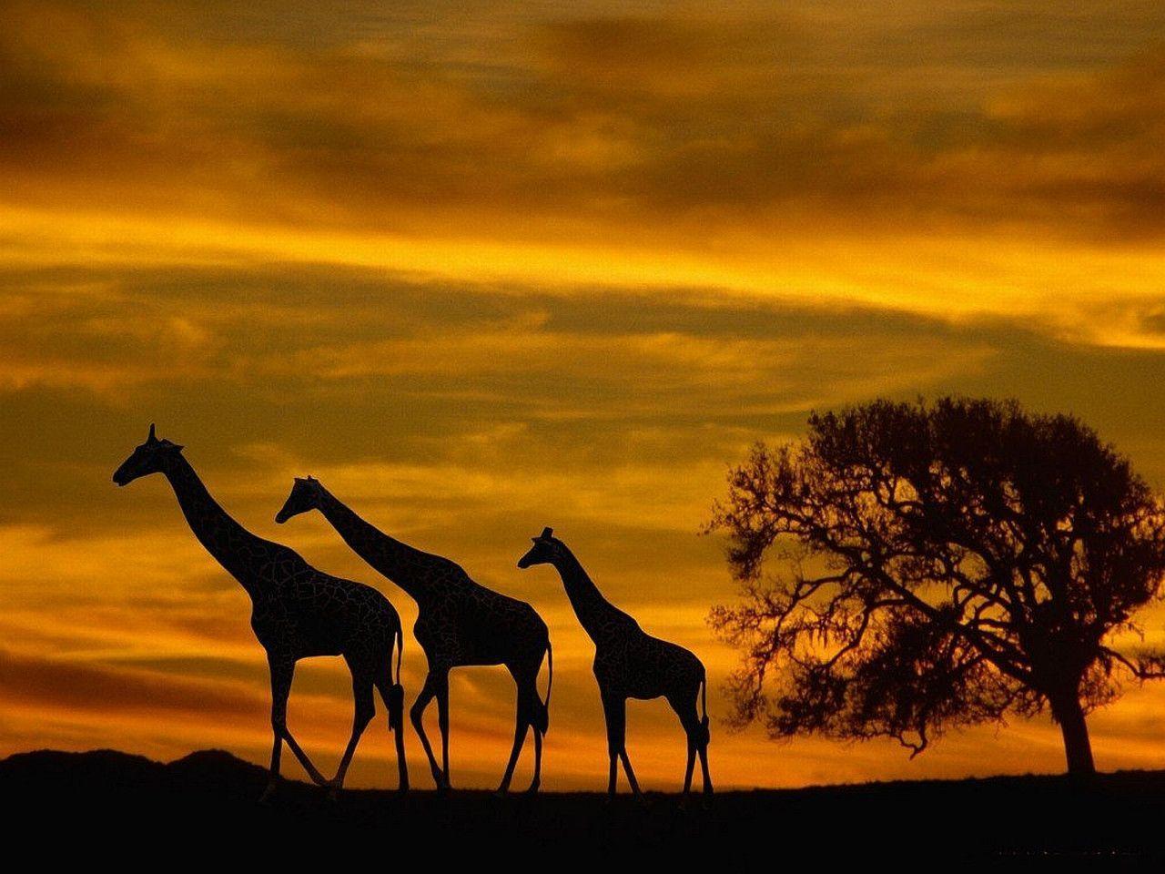 154 Giraffe Wallpapers