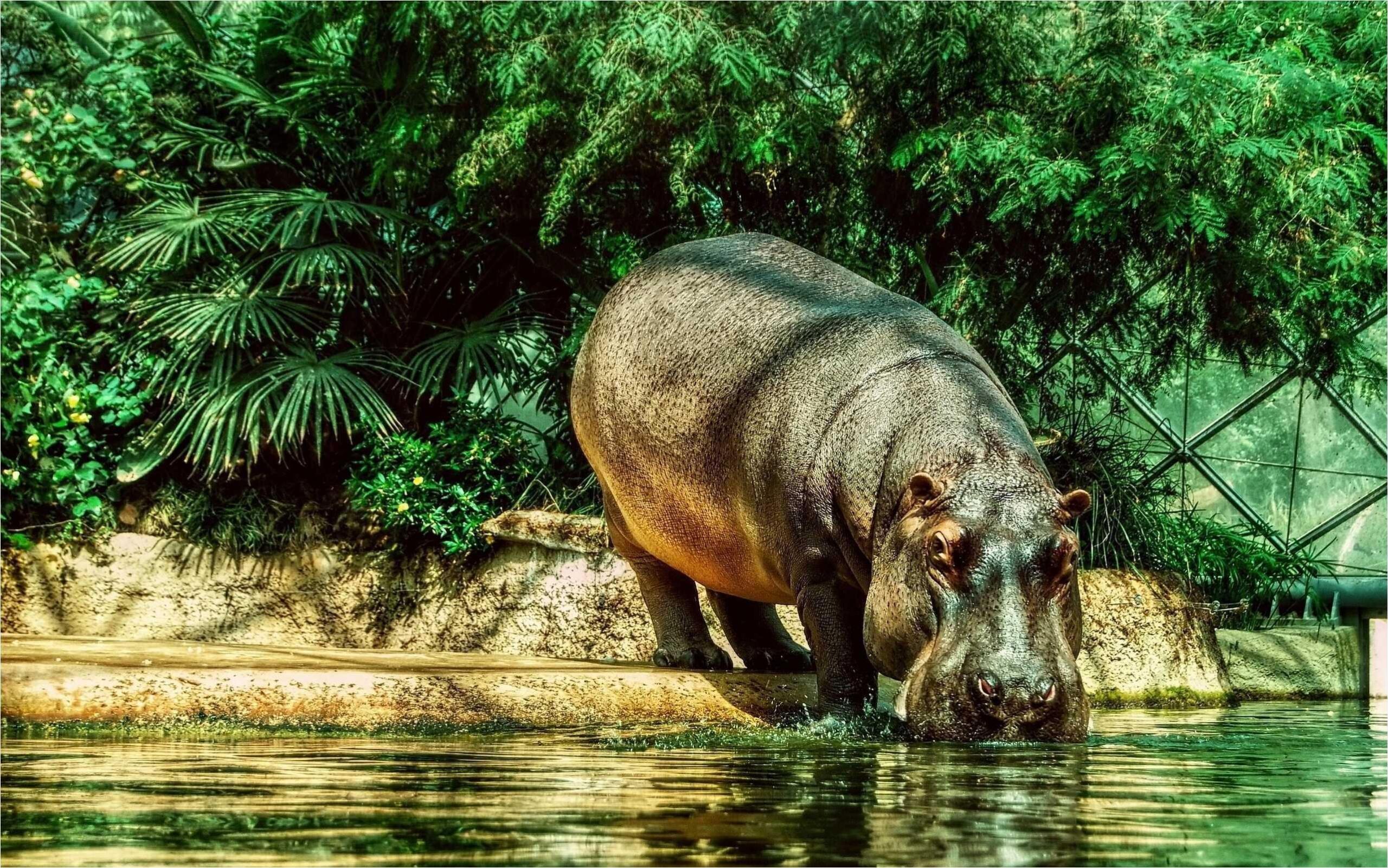 Hippo Wallpapers ,free download,