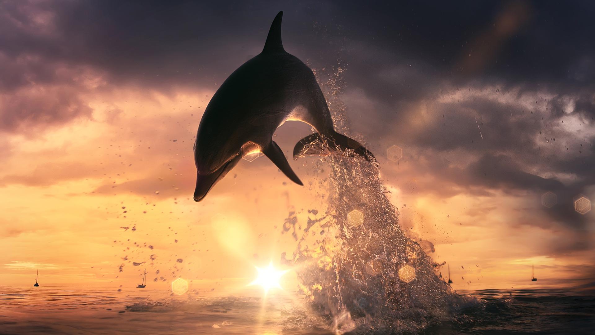 Dolphin Wallpapers, Pictures, Image