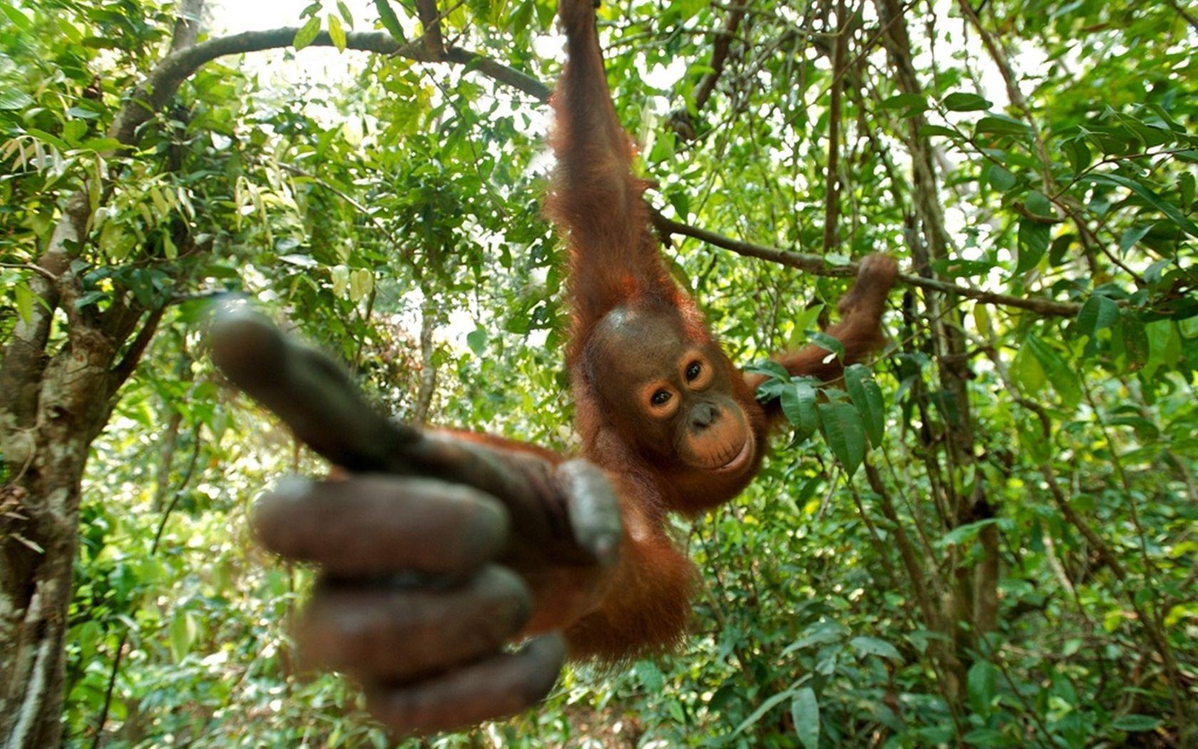 Orangutan Wallpapers and Backgrounds Image