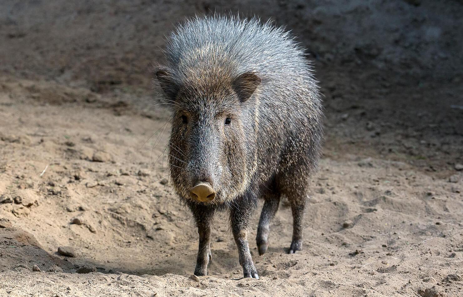 Peccary