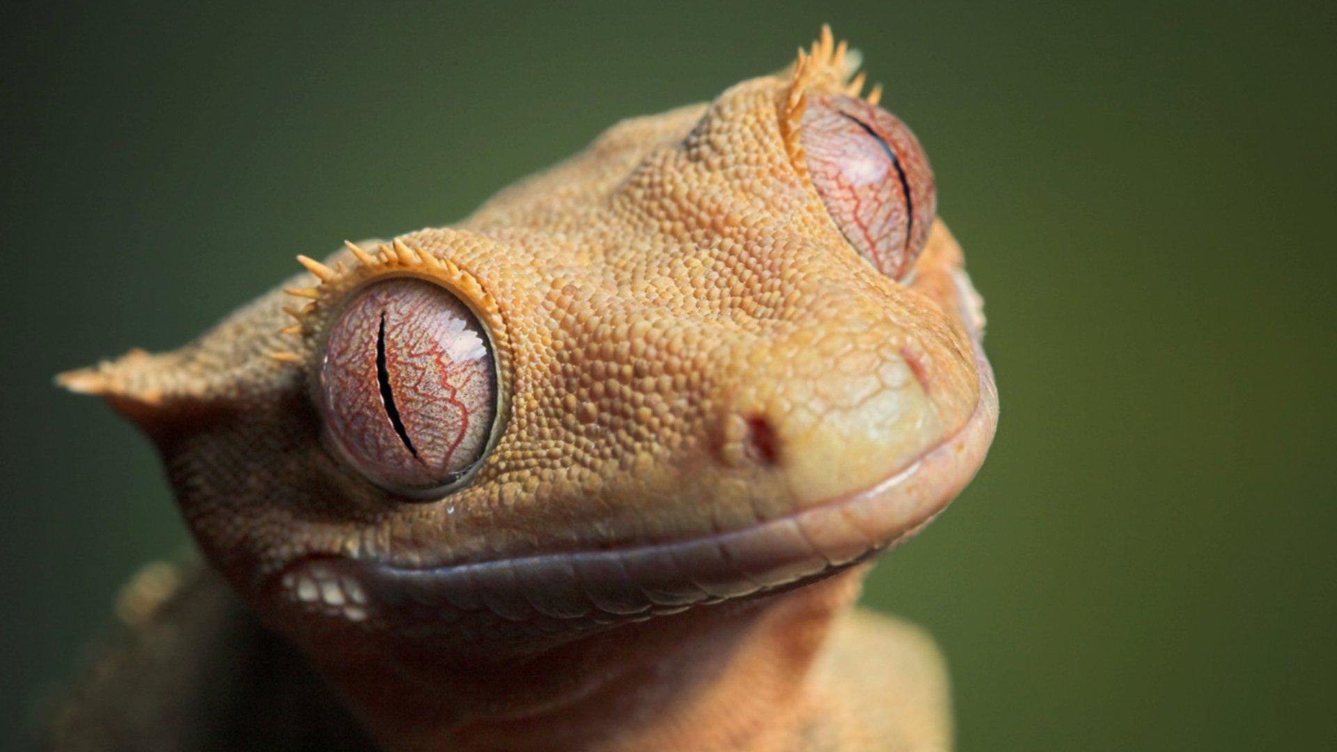 Gecko HD Wallpapers » FullHDWpp