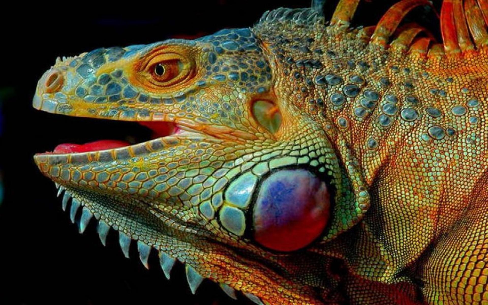 Ultra HD Iguana Wallpapers