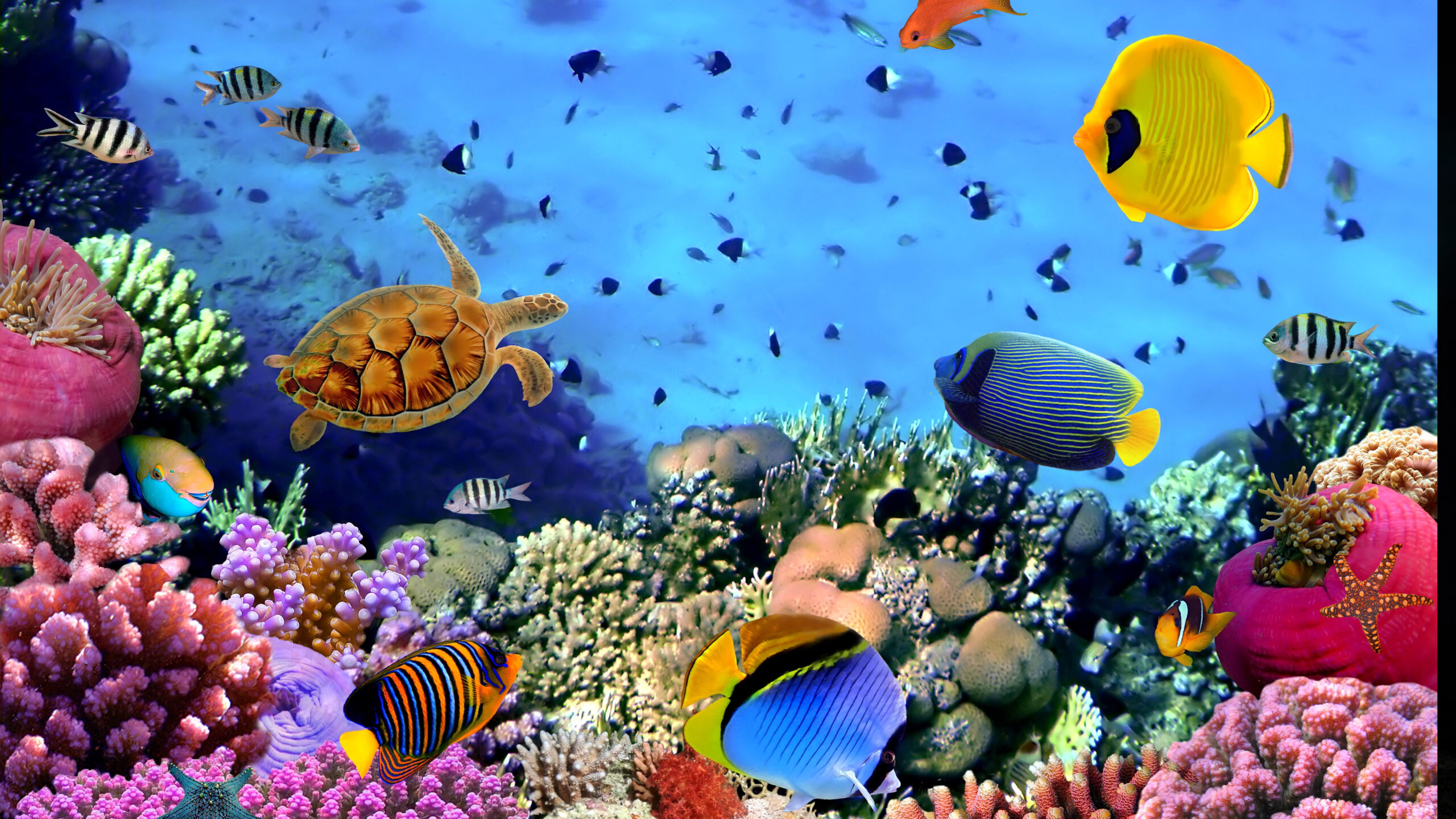 65+ Fish Tank Wallpapers