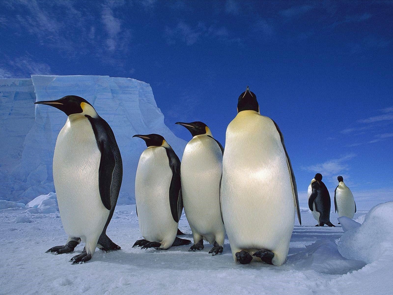 Penguin Wallpapers