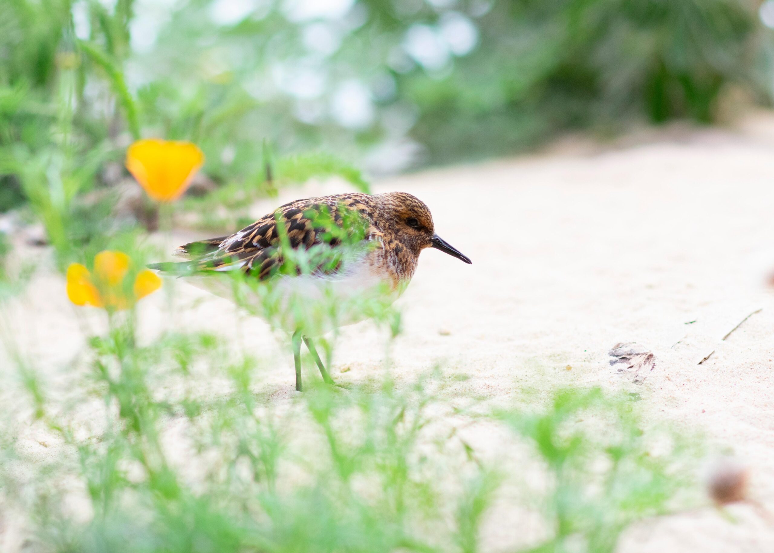 Sandpiper Pictures