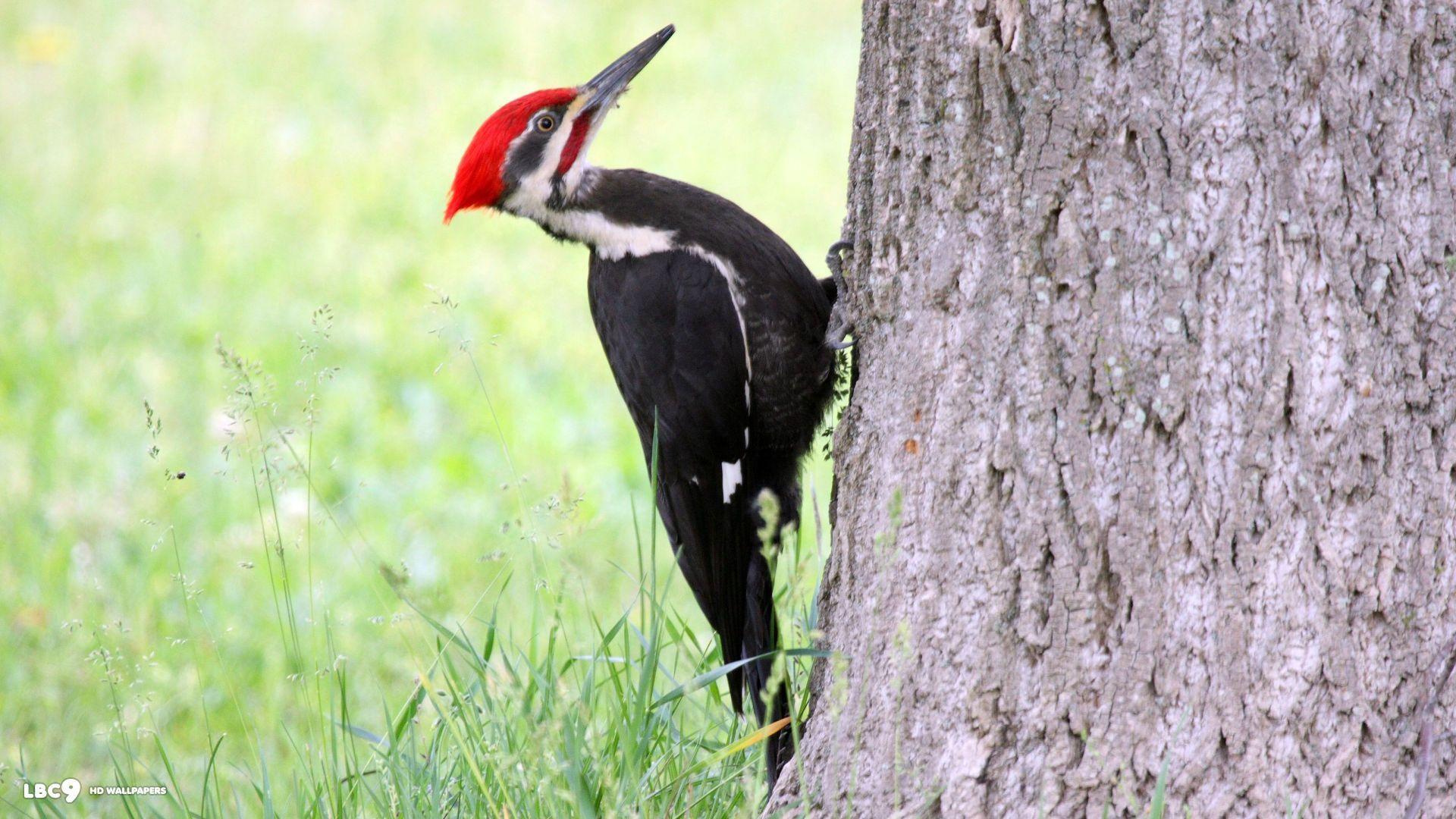 Woodpeckers HD Wallpapers