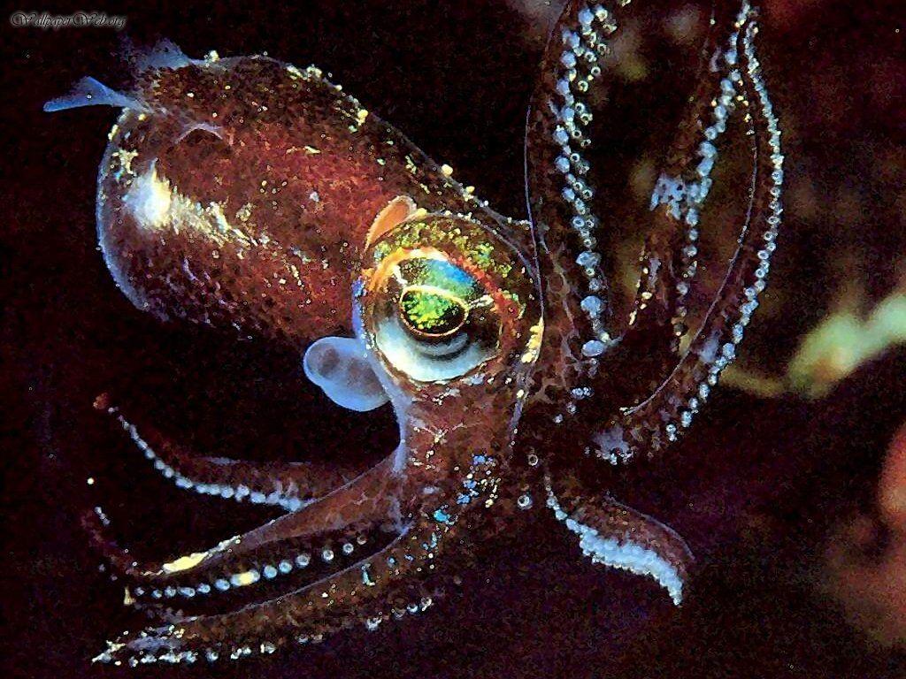 Best 58+ Cuttlefish Wallpapers on HipWallpapers