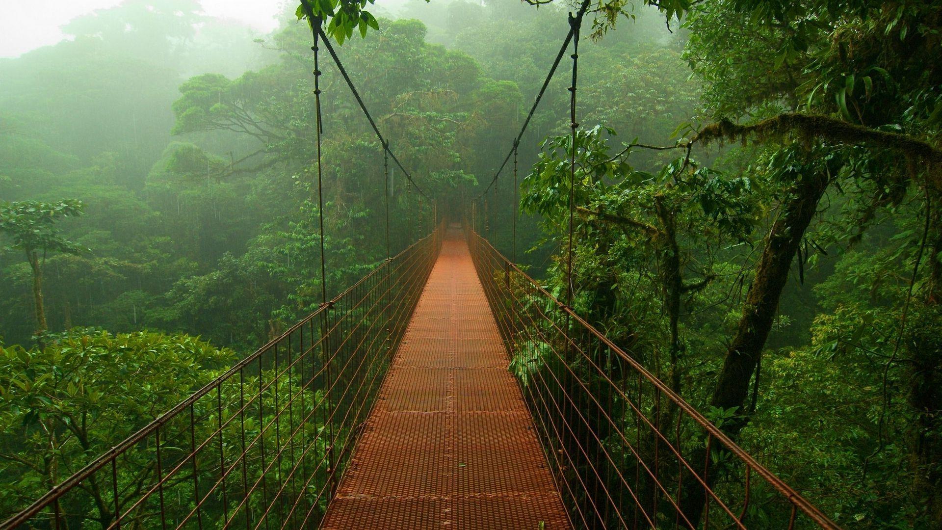 Suspended bridge in the jungle Wallpapers #