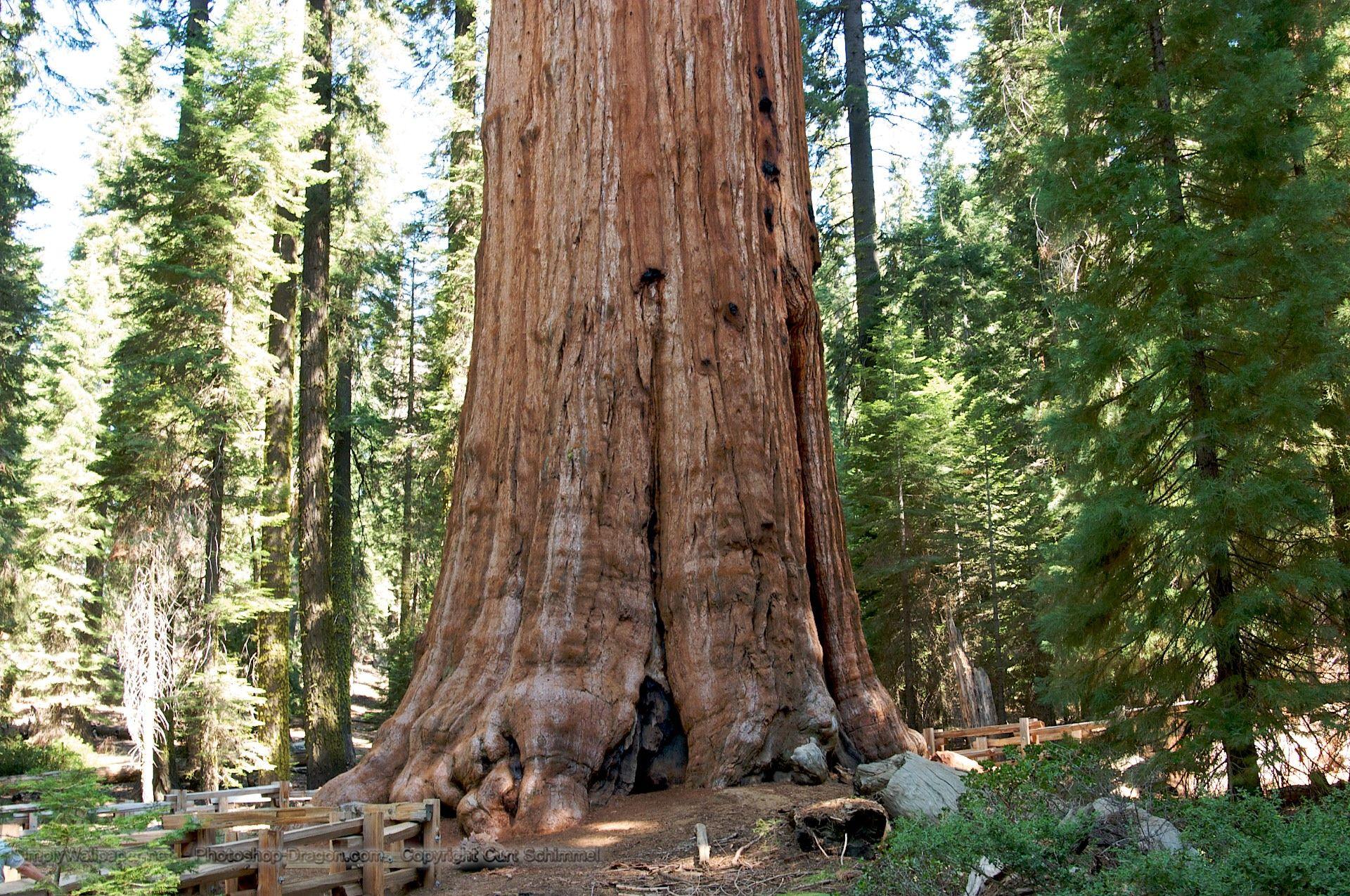 General Sherman Tree in Sequoia National Park Desktop Wallpapers