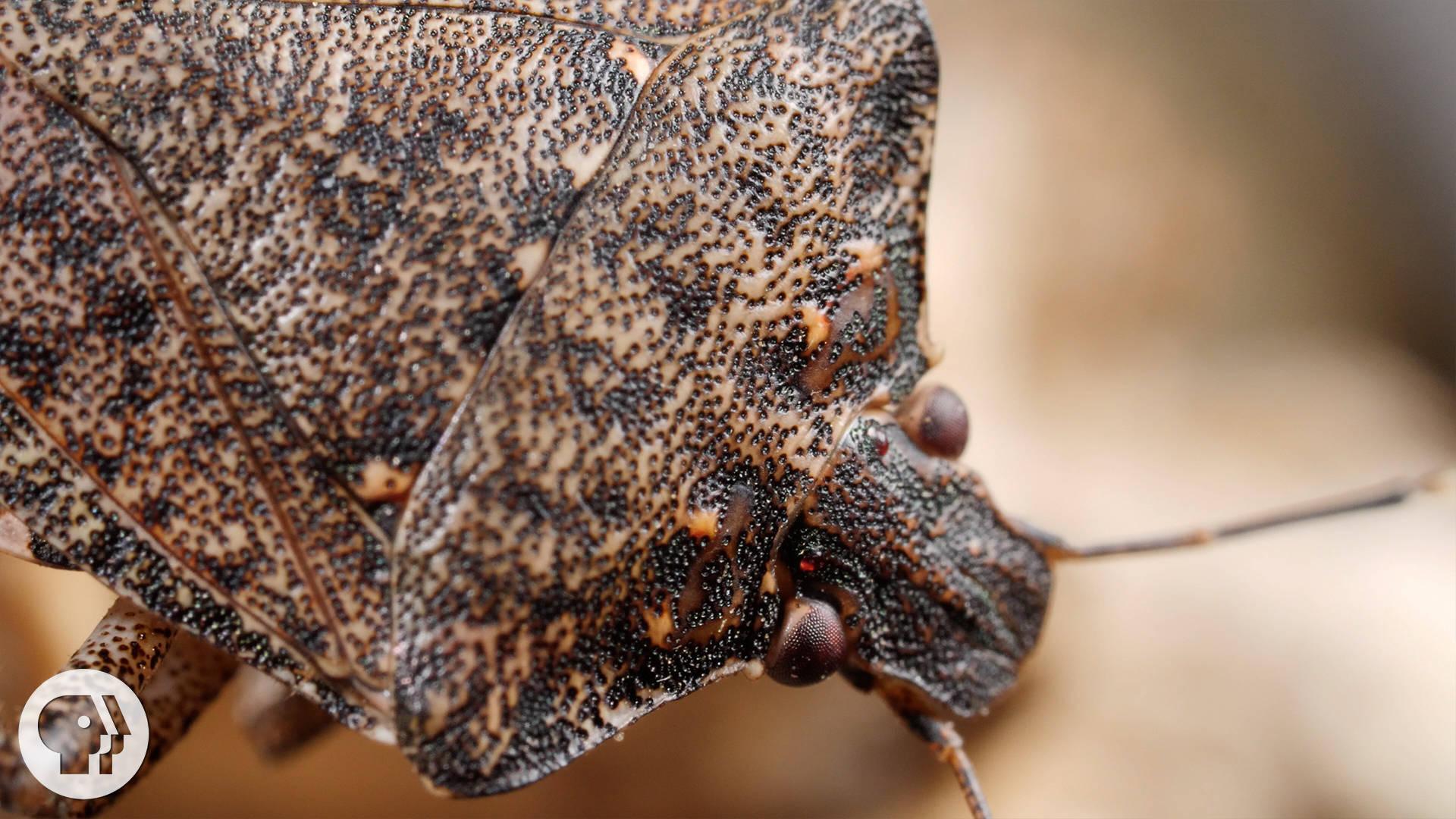 Samurai Wasps Say ‘Smell Ya Later, Stink Bugs’