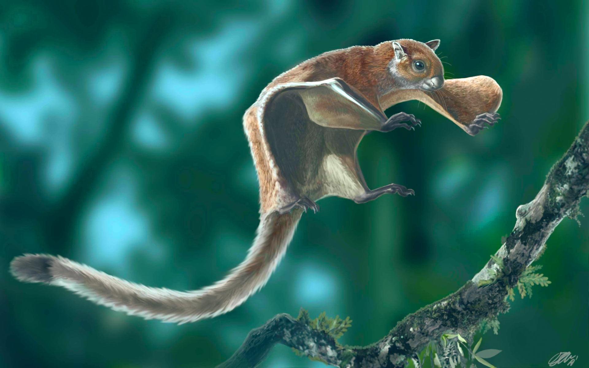 World’s Oldest Flying Squirrel Fossil Discovered